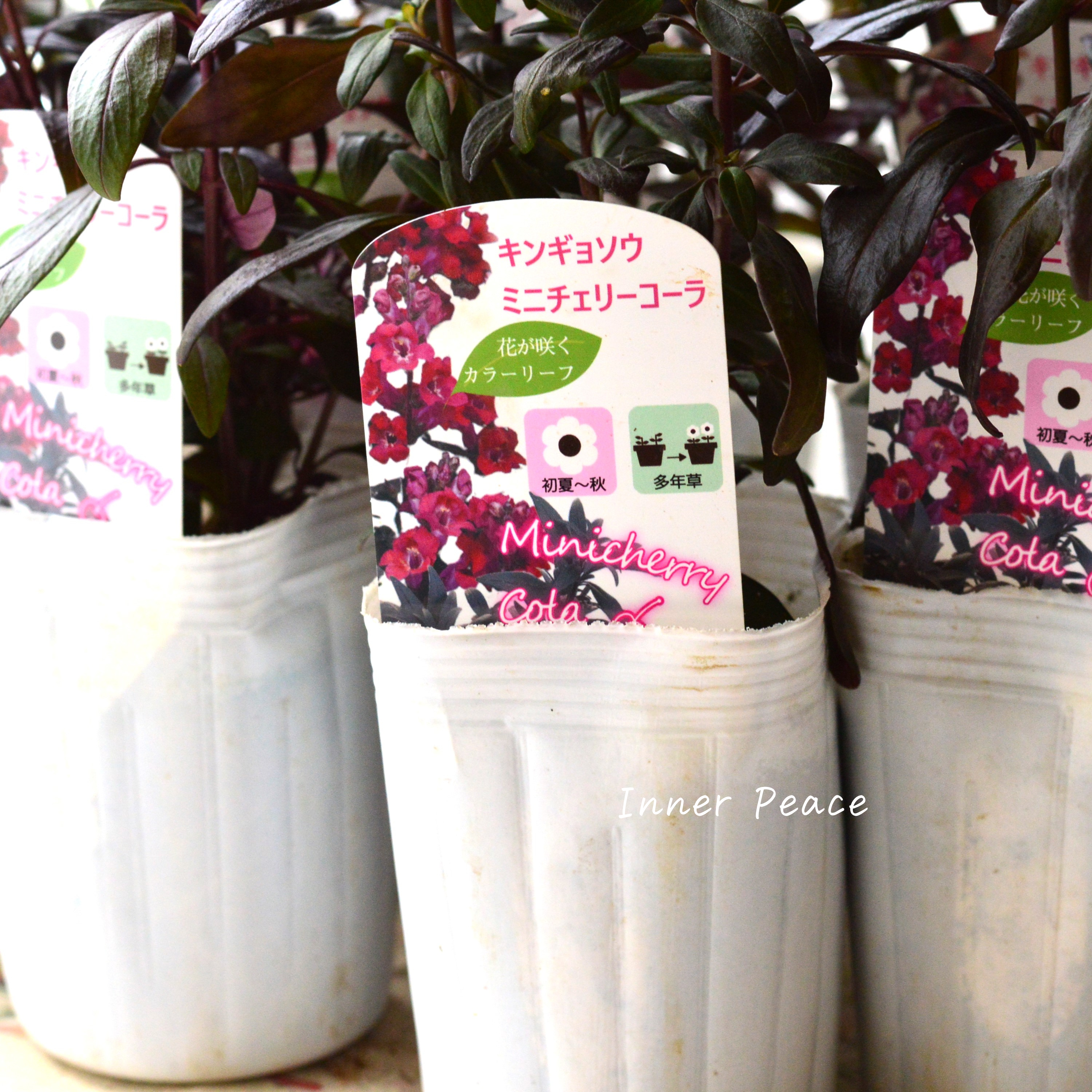 【シック】 キンギョソウ 『ミニチェリーコーラ』 3寸POT