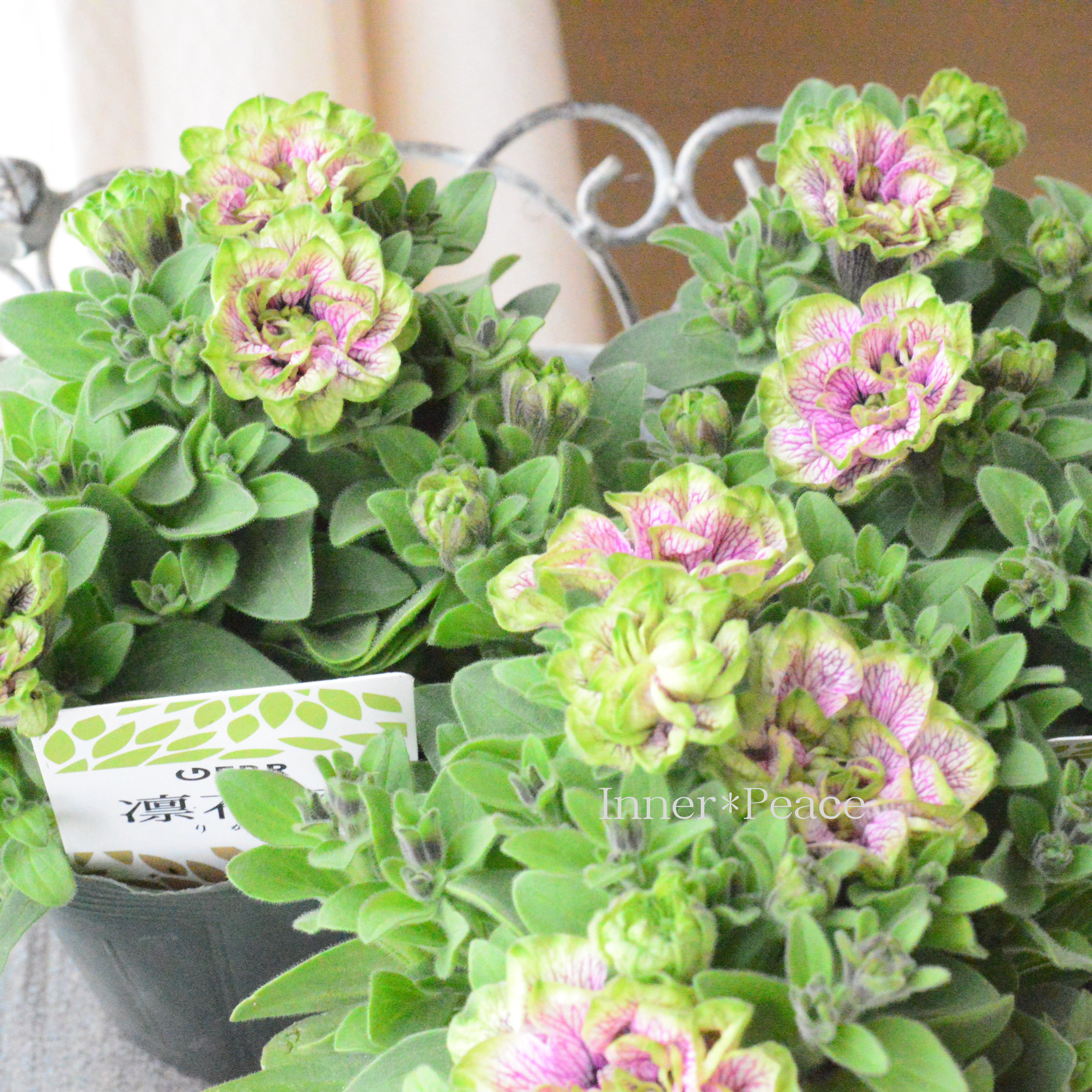 【ゲブラさんオリジナル】 八重咲きペチュニア 『凛花子』 3.5寸POT