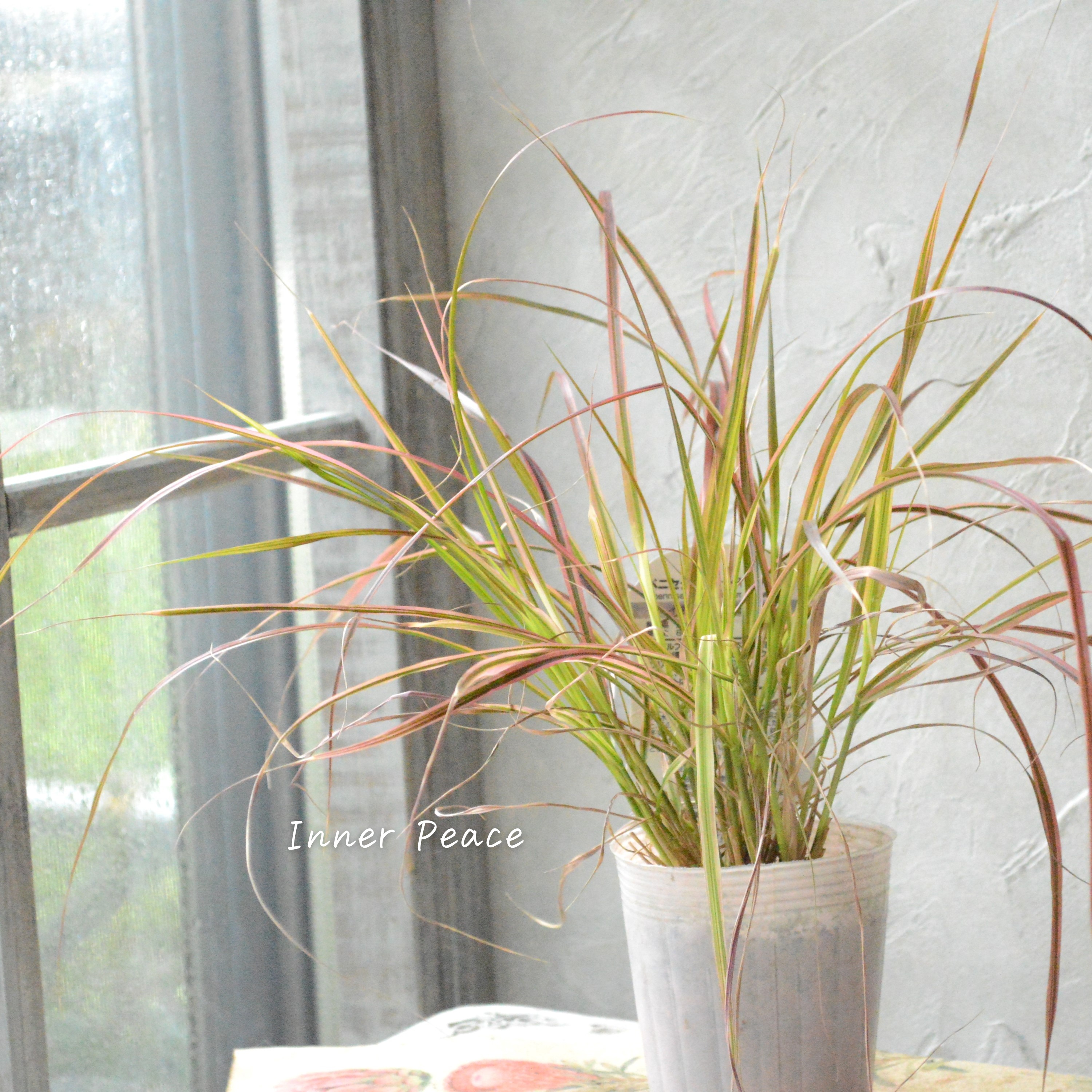 【美しい】ペニセタム 『ファイヤーワークス』 3寸ロングPOT