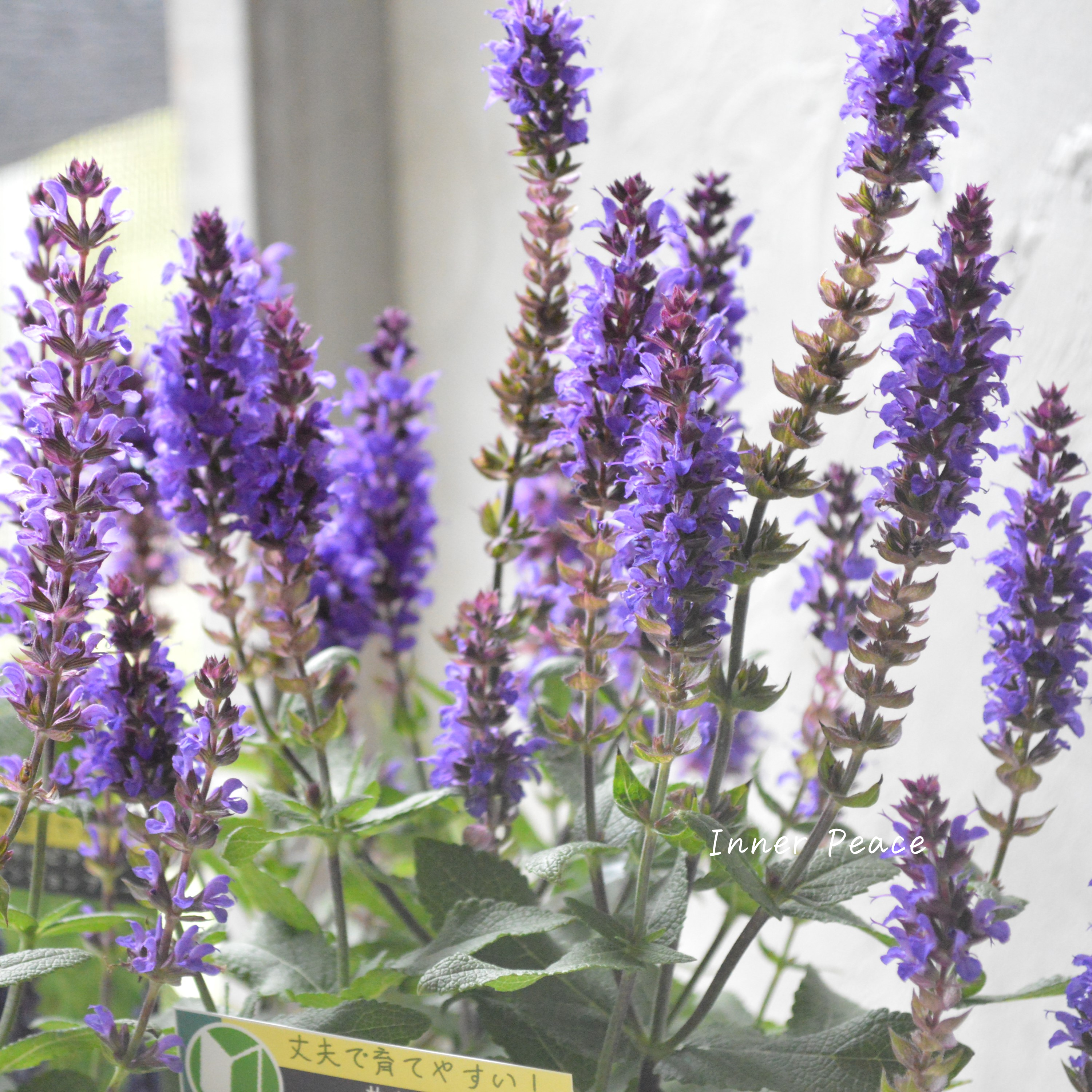 【宿根】 サルビア 『ディメンションブルー』 3.5寸POT