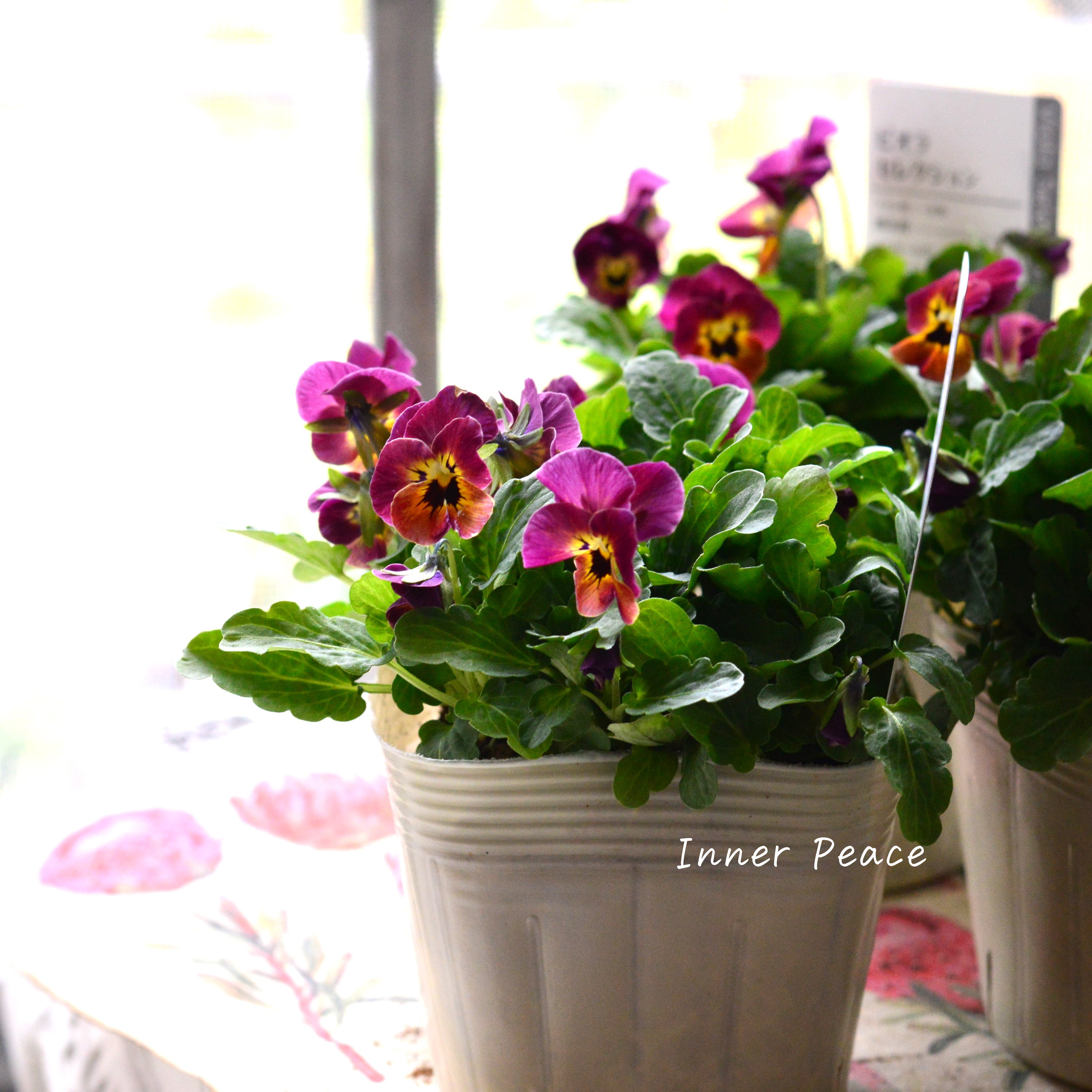 【アンティーク】 ビオラ 『レータ』 3.5寸POT