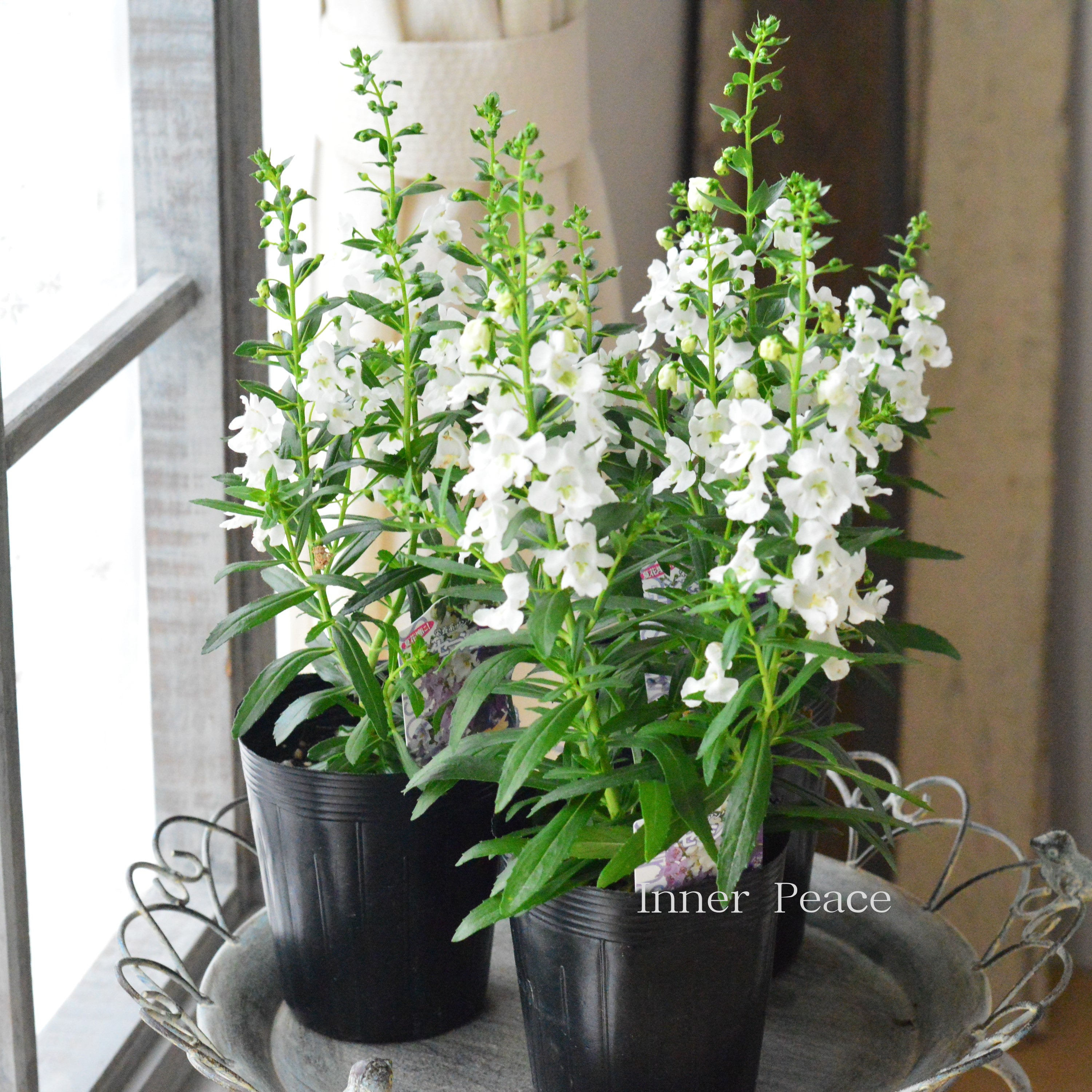 【酷暑に強い】 栄養系 アンゲロニア 『センセーション・ホワイト』 3.5寸ロングPOT