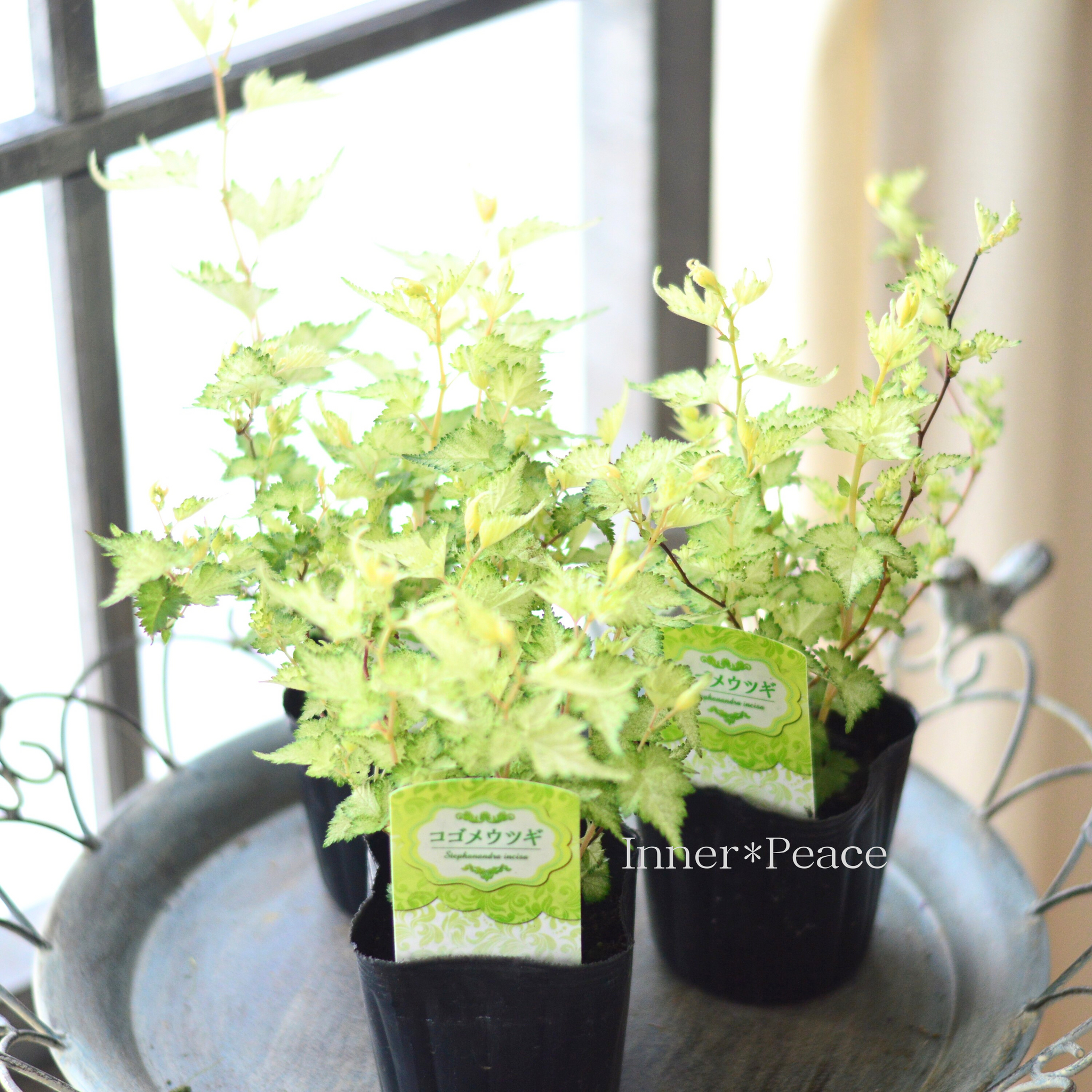 斑入り】 コゴメウツギ 3寸POT
