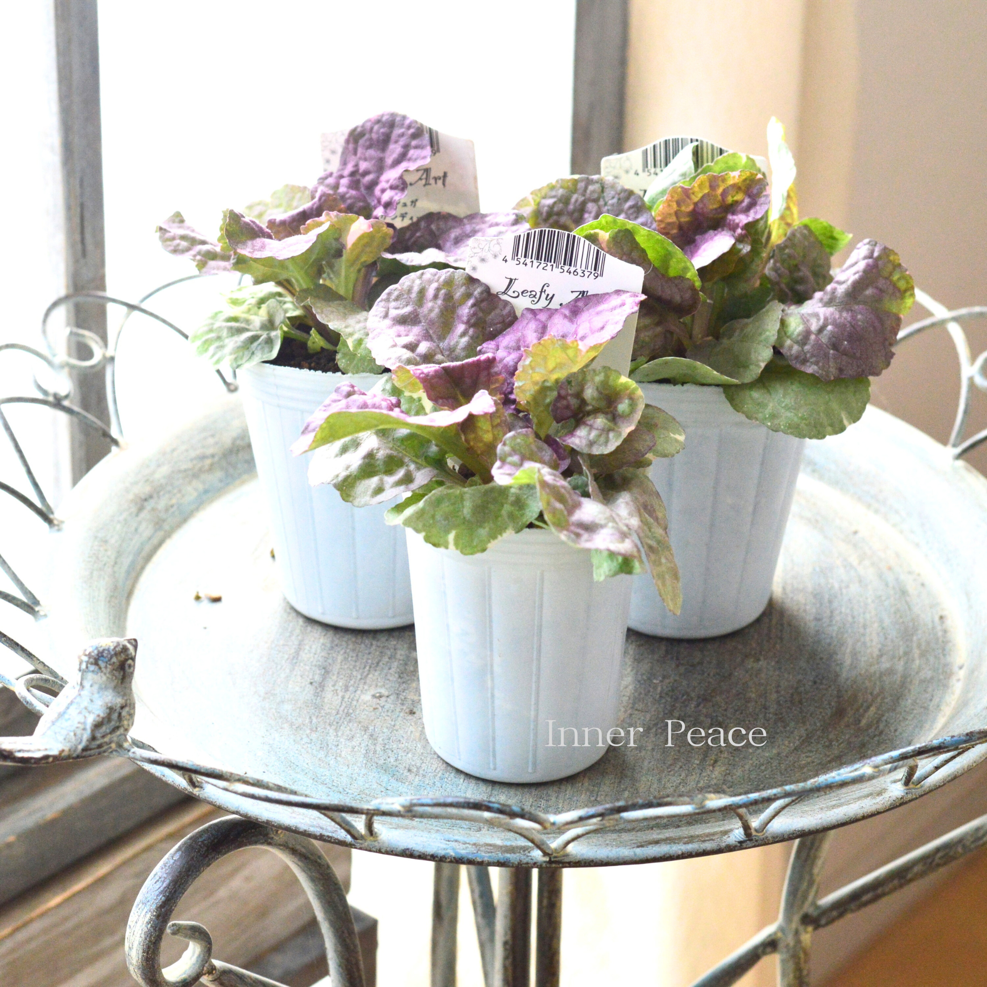 【宿根】 アジュガ 『バーガンディーグロー』 2.5寸ロングPOT