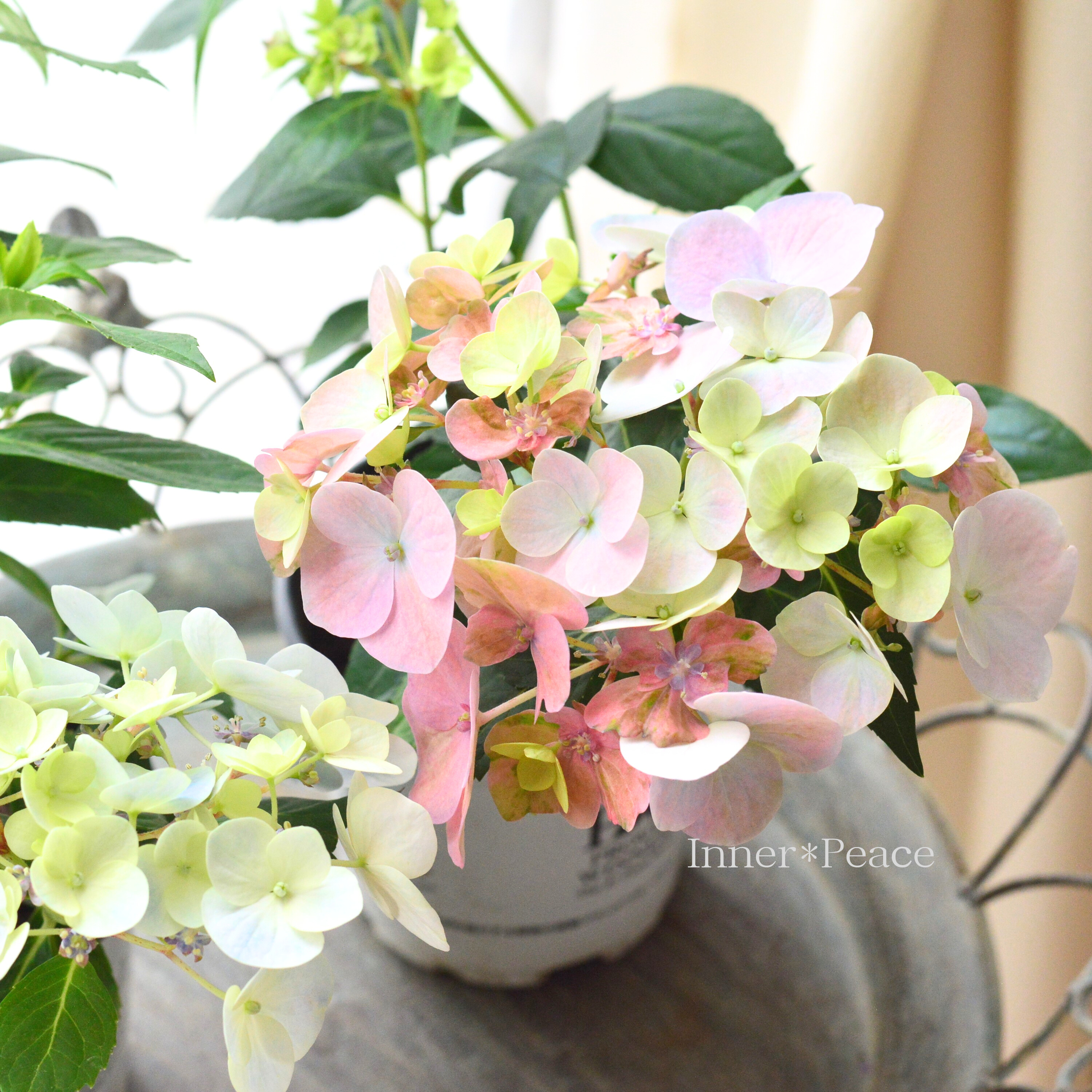 【PW】 紫陽花 ラグランジア 『オーロランジュ』 3.5寸硬質POT