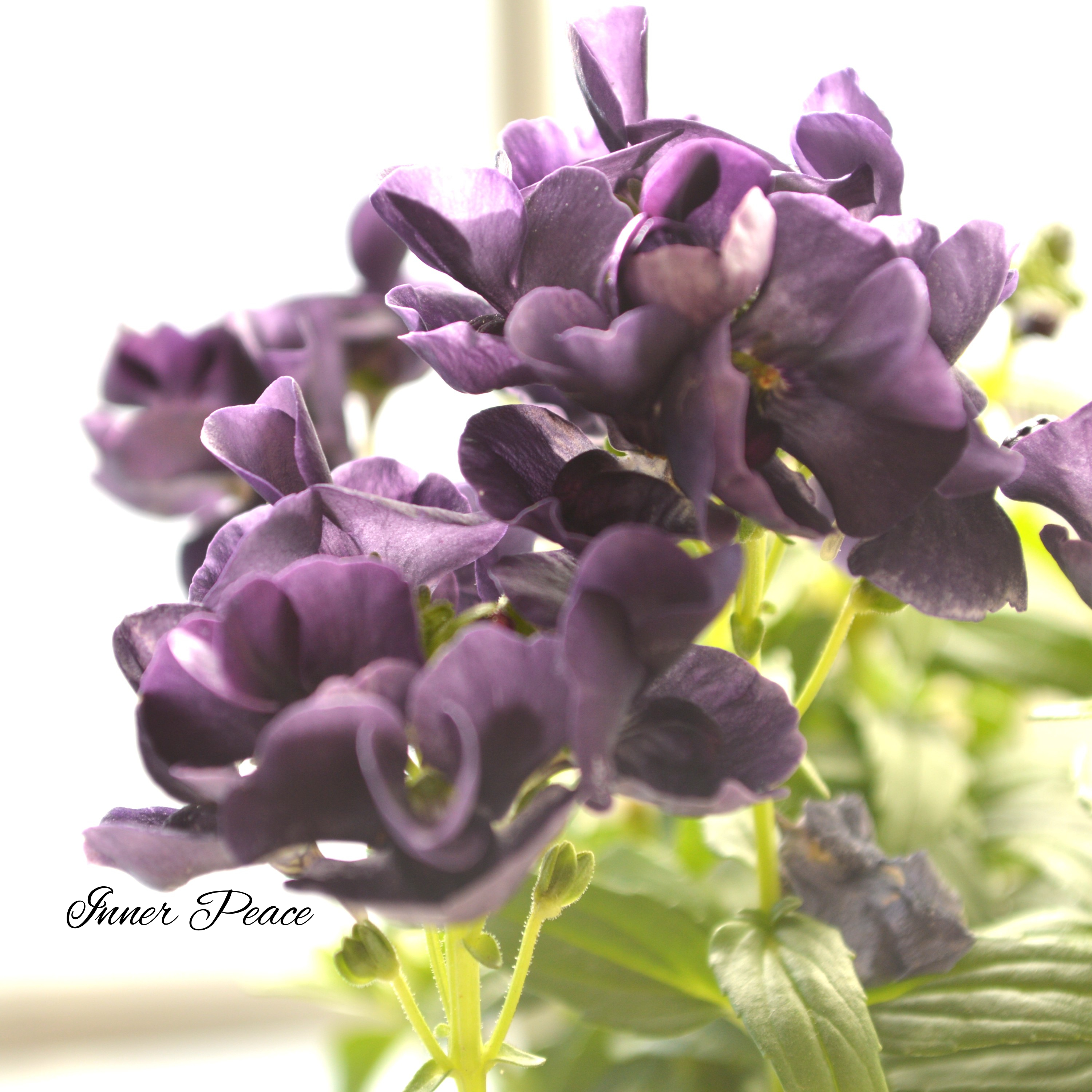 【シック】 ネメシア 『エッセンシャル・ブラックベリー』 3.5寸POT