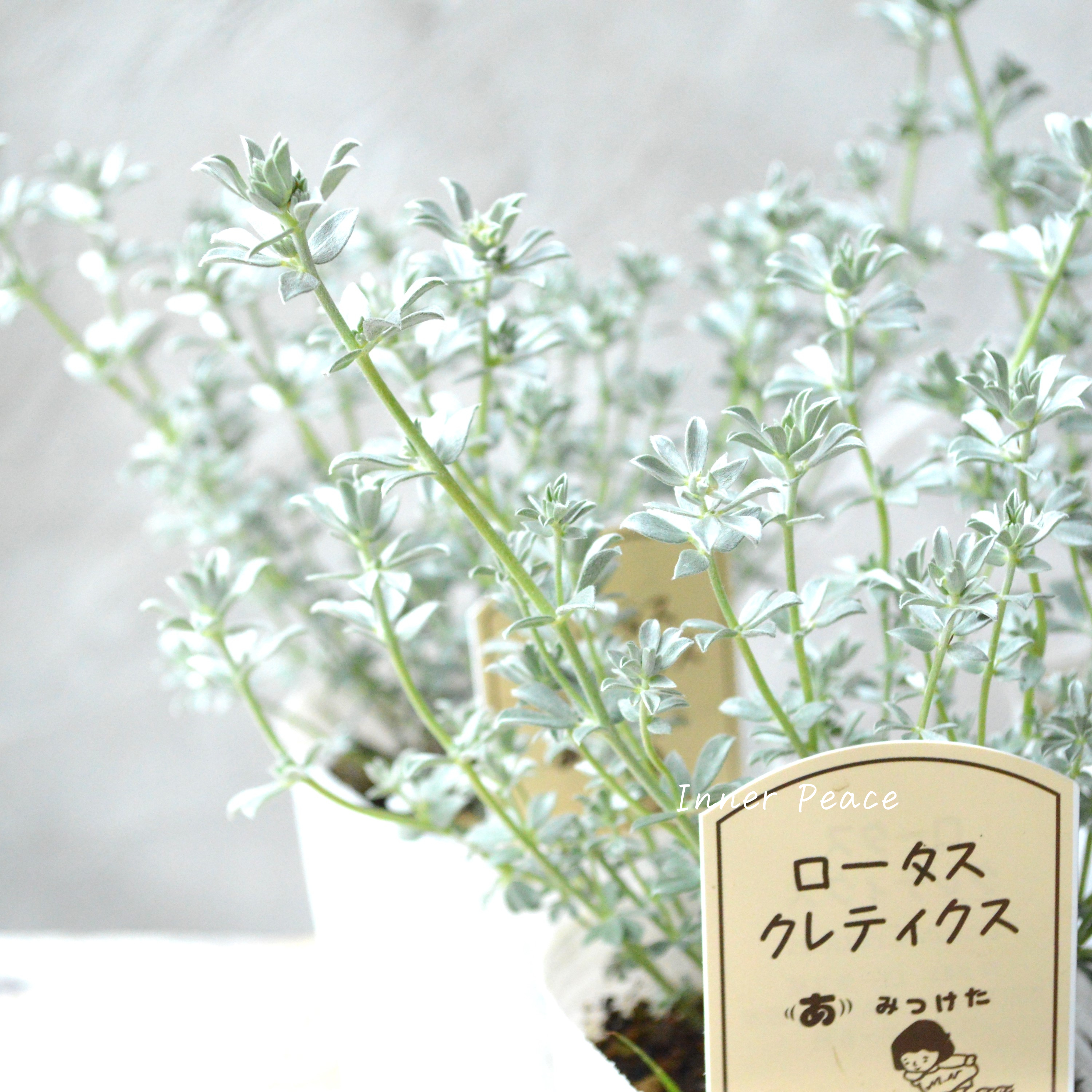 【寄せ植えに】 ロータス 『クレティクス』 2.5~3寸POT