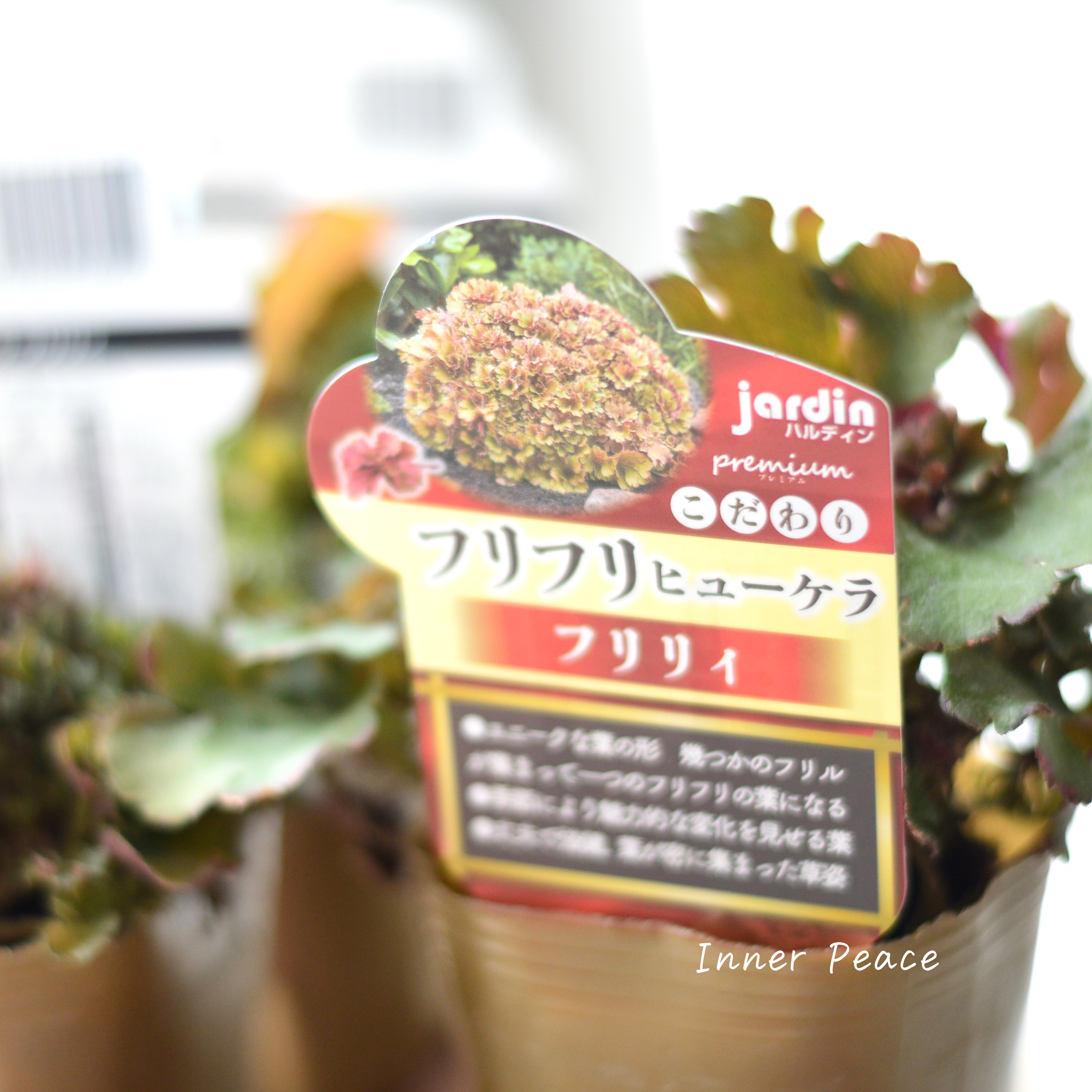 【NEW】 フリフリヒューケラ 『フリリィ』 3寸POT