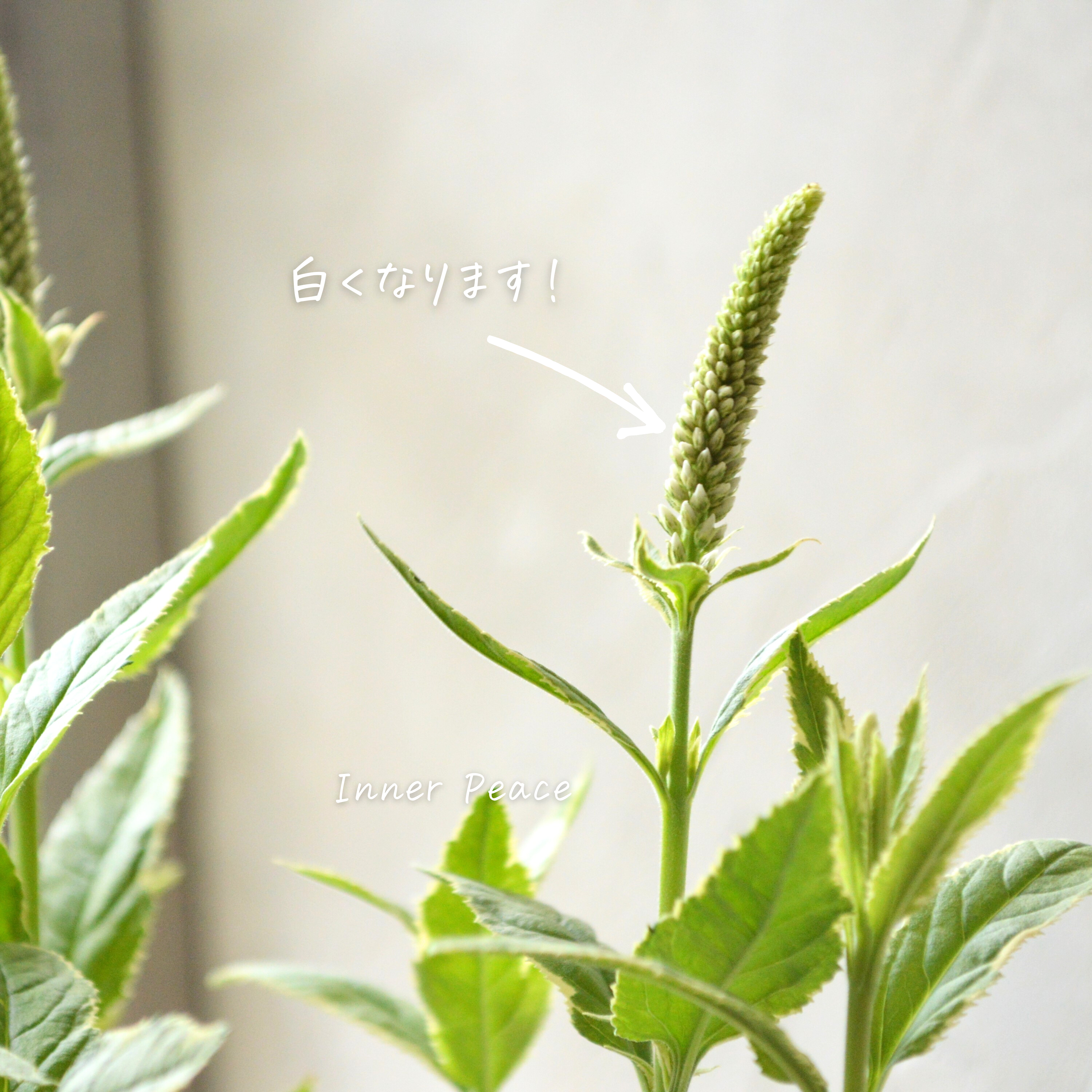 【宿根】 斑入りベロニカ 『シャーロット』 3.5寸ロングPOT