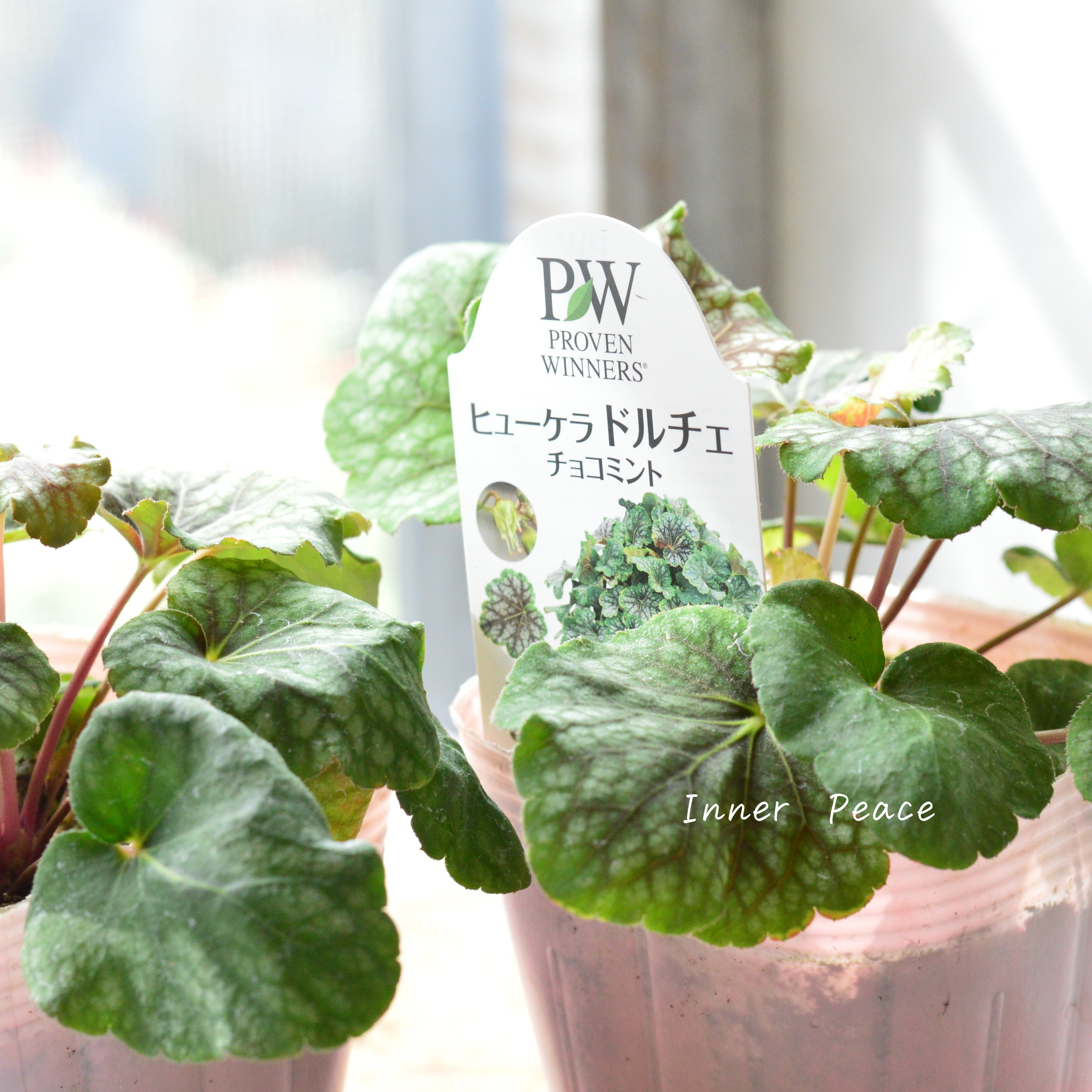 【PW】 ヒューケラ ドルチェ 『チョコミント』 3.5寸POT