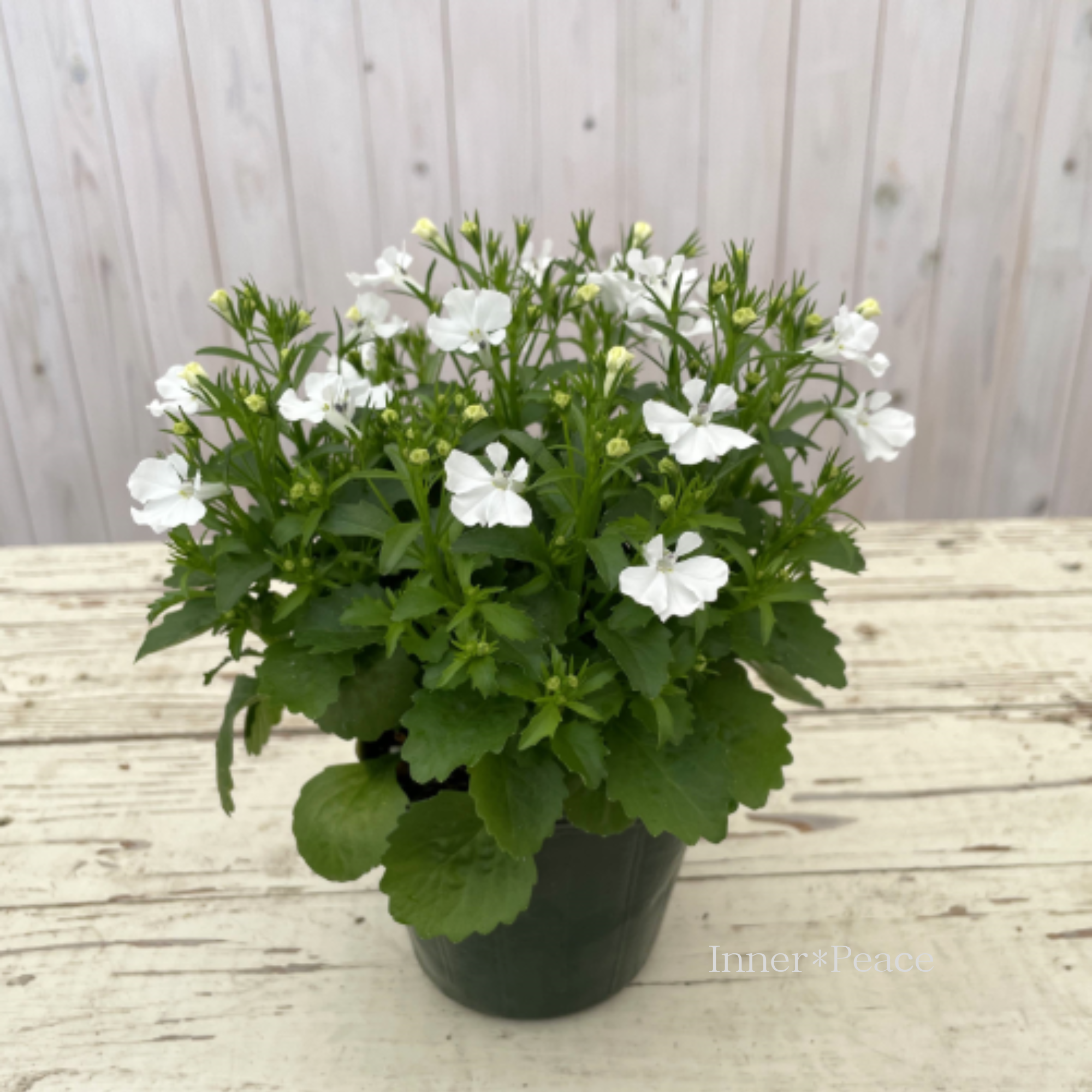 【ゲブラさん】 ロベリア 『Bell ~ベル~』 3.5寸POT