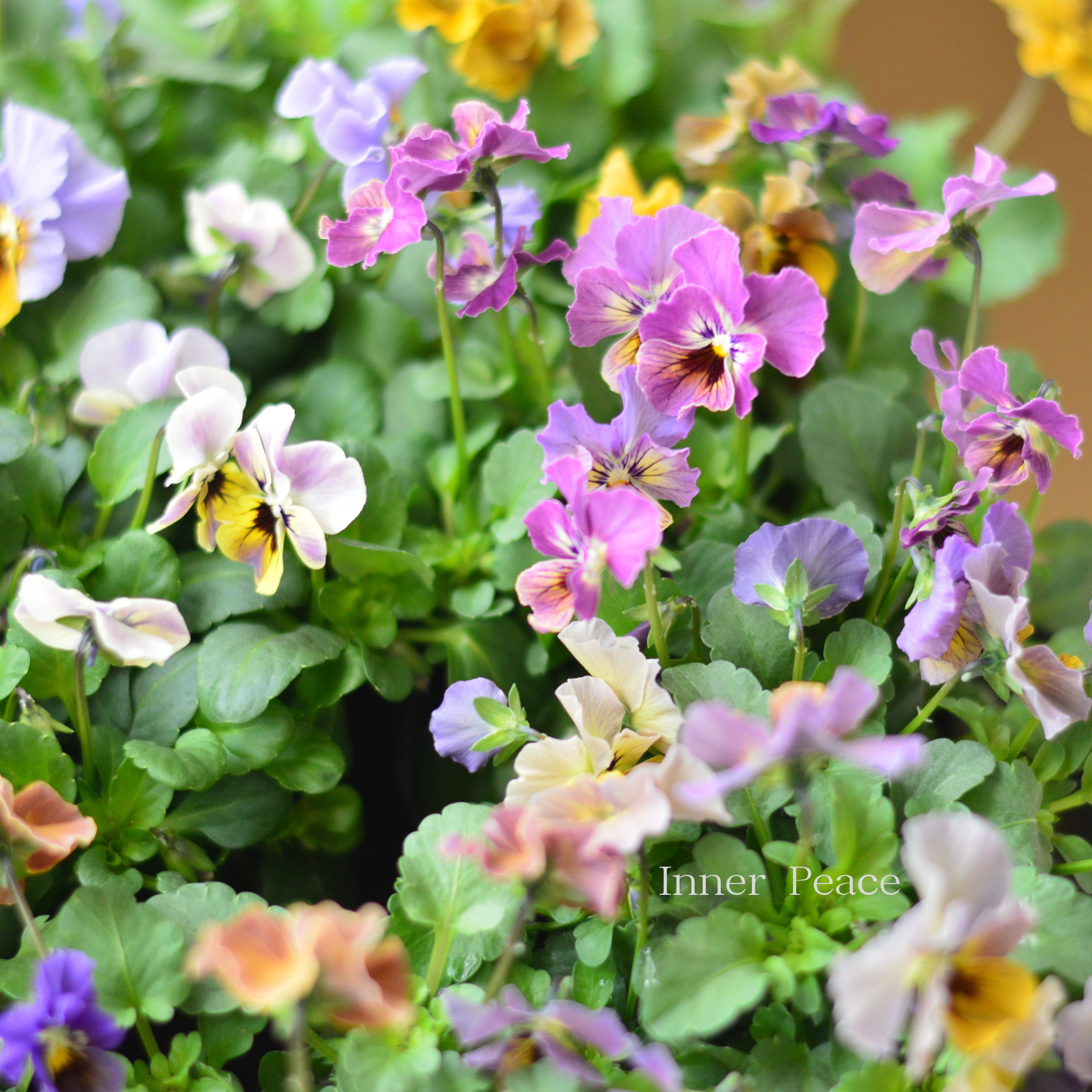 【tef*tef*さんオリジナルビオラ】 スモーキーヴェール・MIX 3.5寸POT