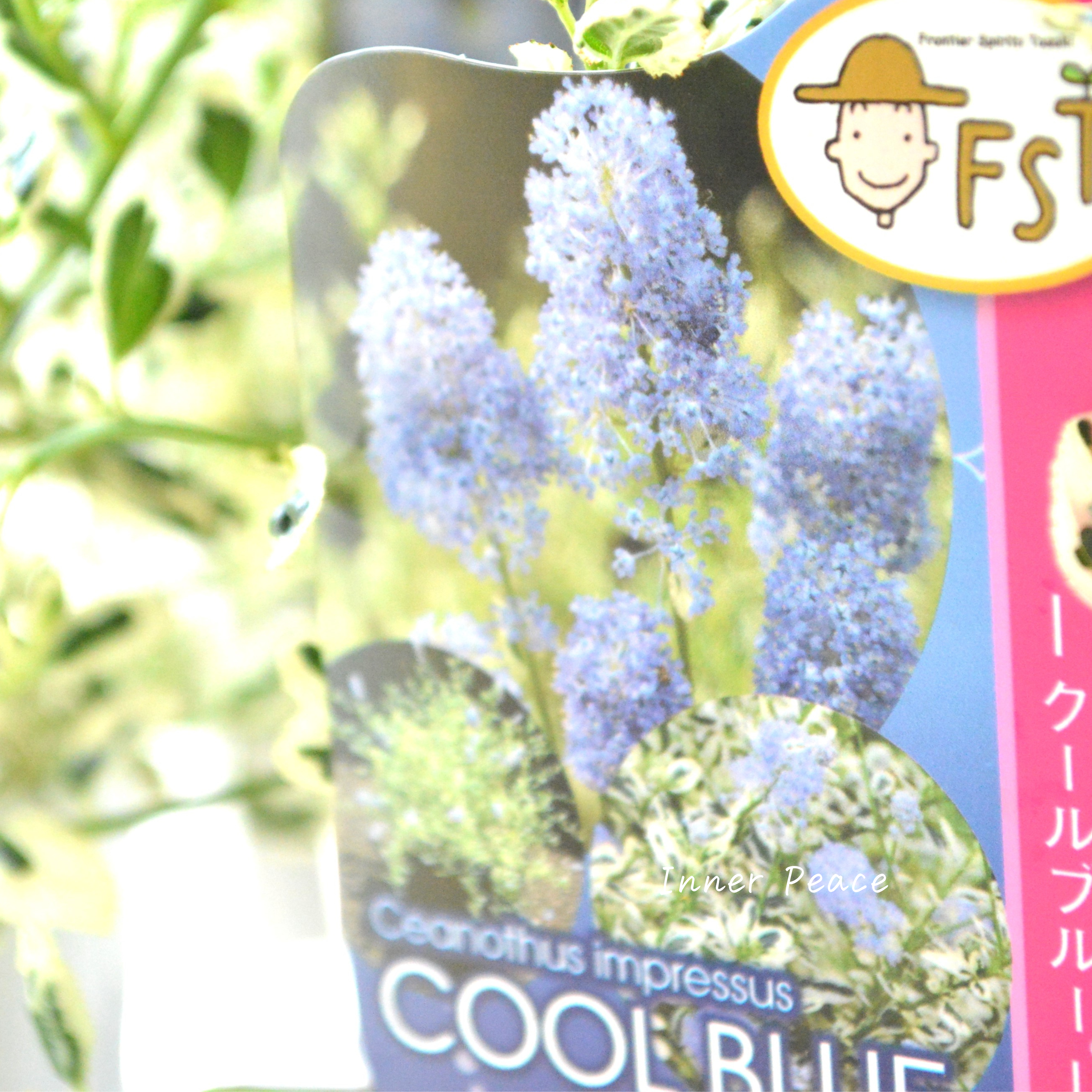 【人気】 セアノサス 『クールブルー』 3寸POT