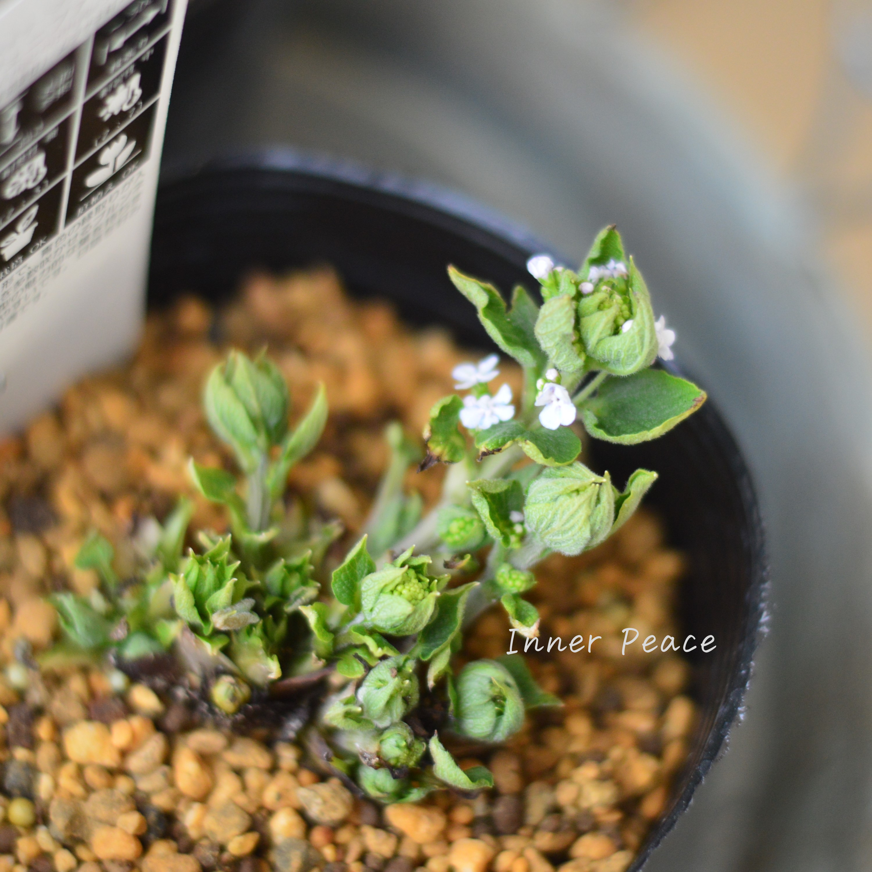 【宿根草】 ブルンネラ・マクロフィラ 『ジェニファー』植え込み用 4寸POT
