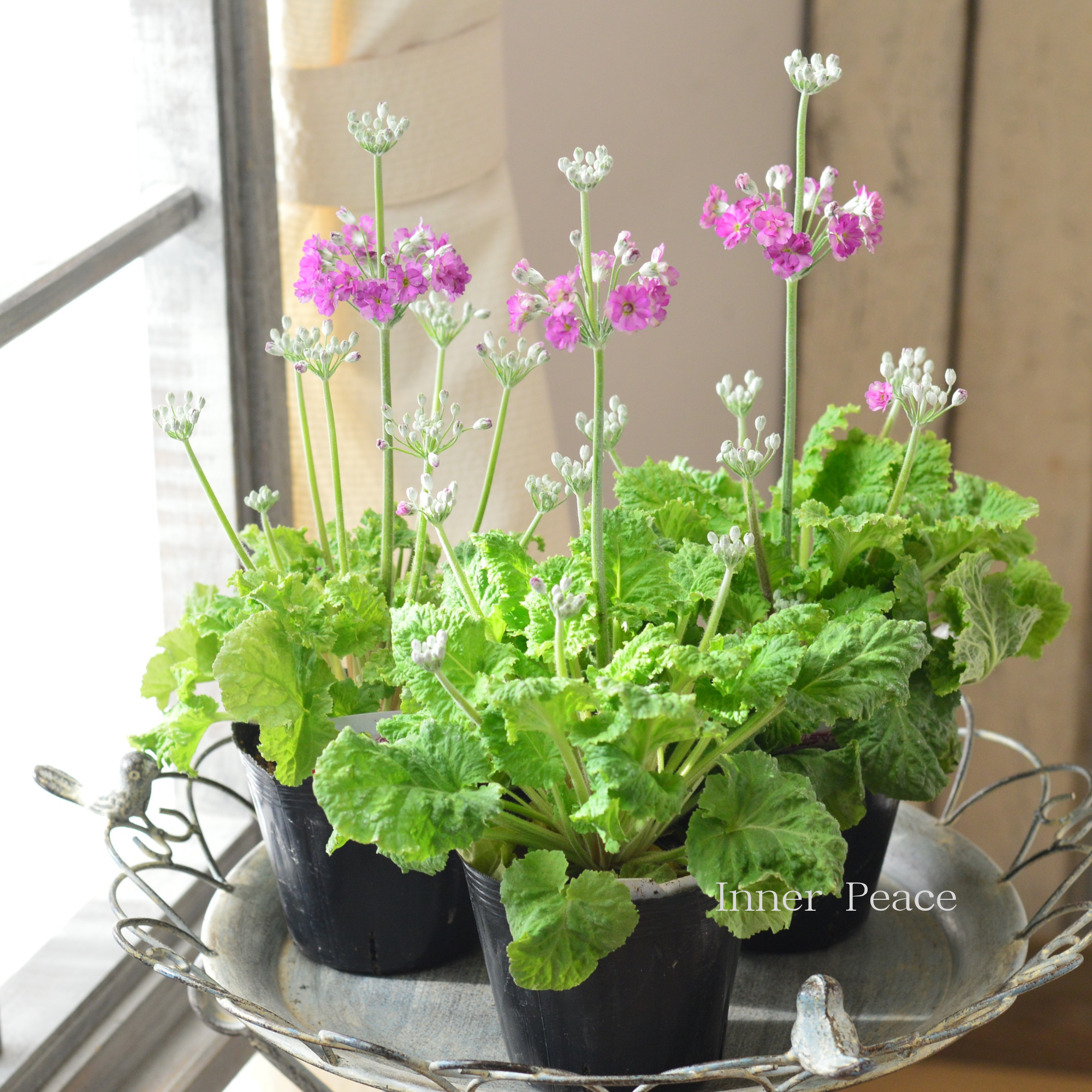 【矢祭園芸さん】 新色! プリムラ マラコイデス 『イーライム アズカラー』 3.5寸POT