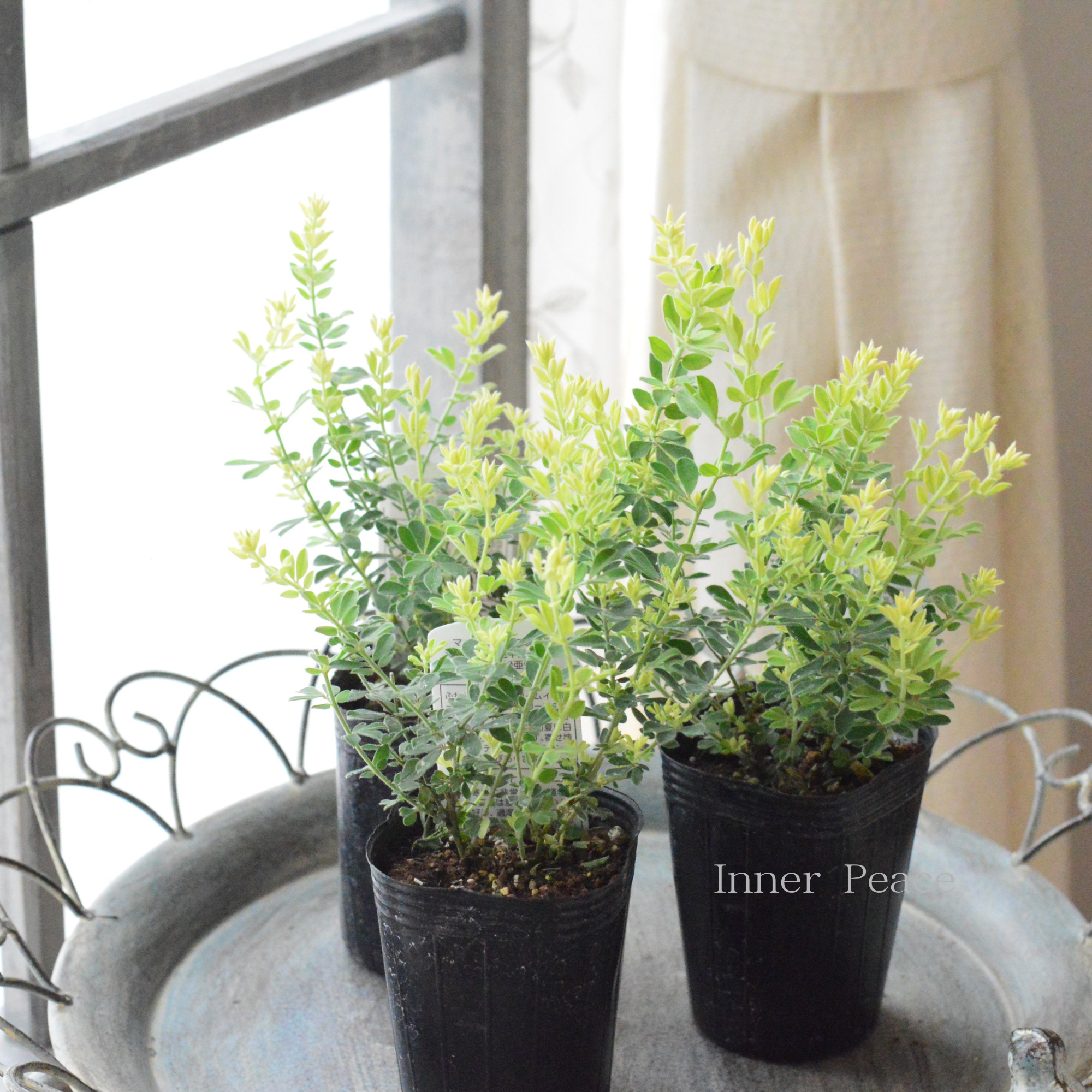 【暑さ寒さに強い】 ロータスブリムストーン 2.5寸~3寸POT