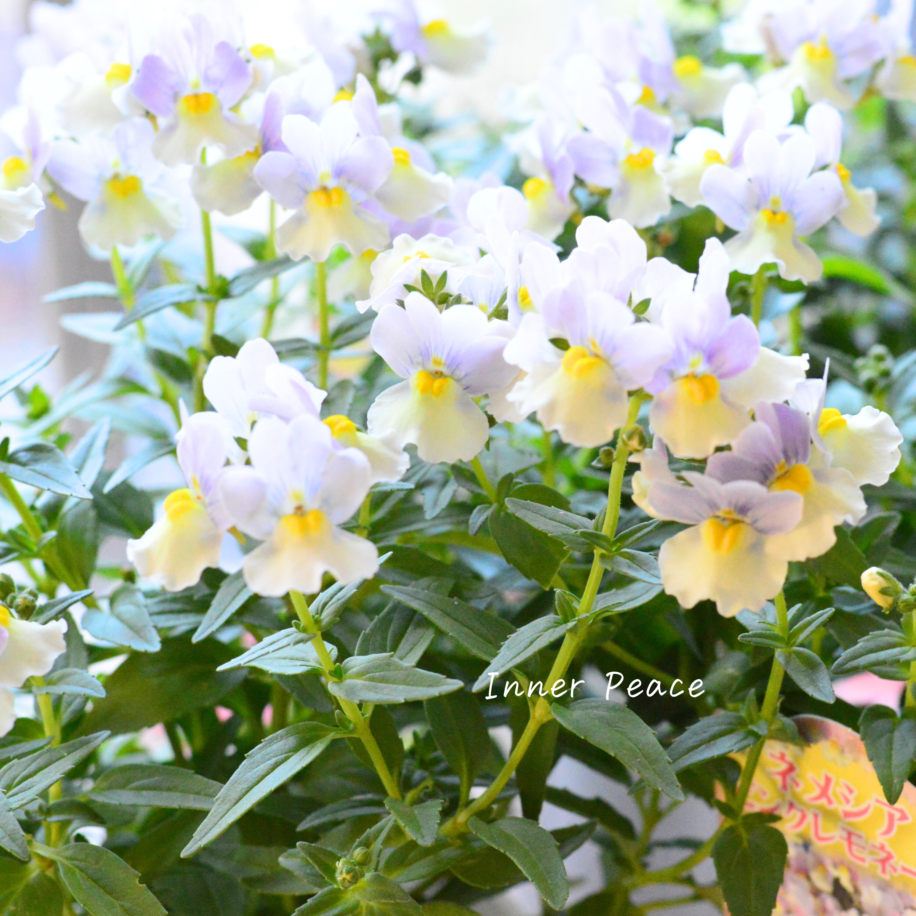 【かわいい】 ネメシア 『ピンクレモネード』 3.5寸POT