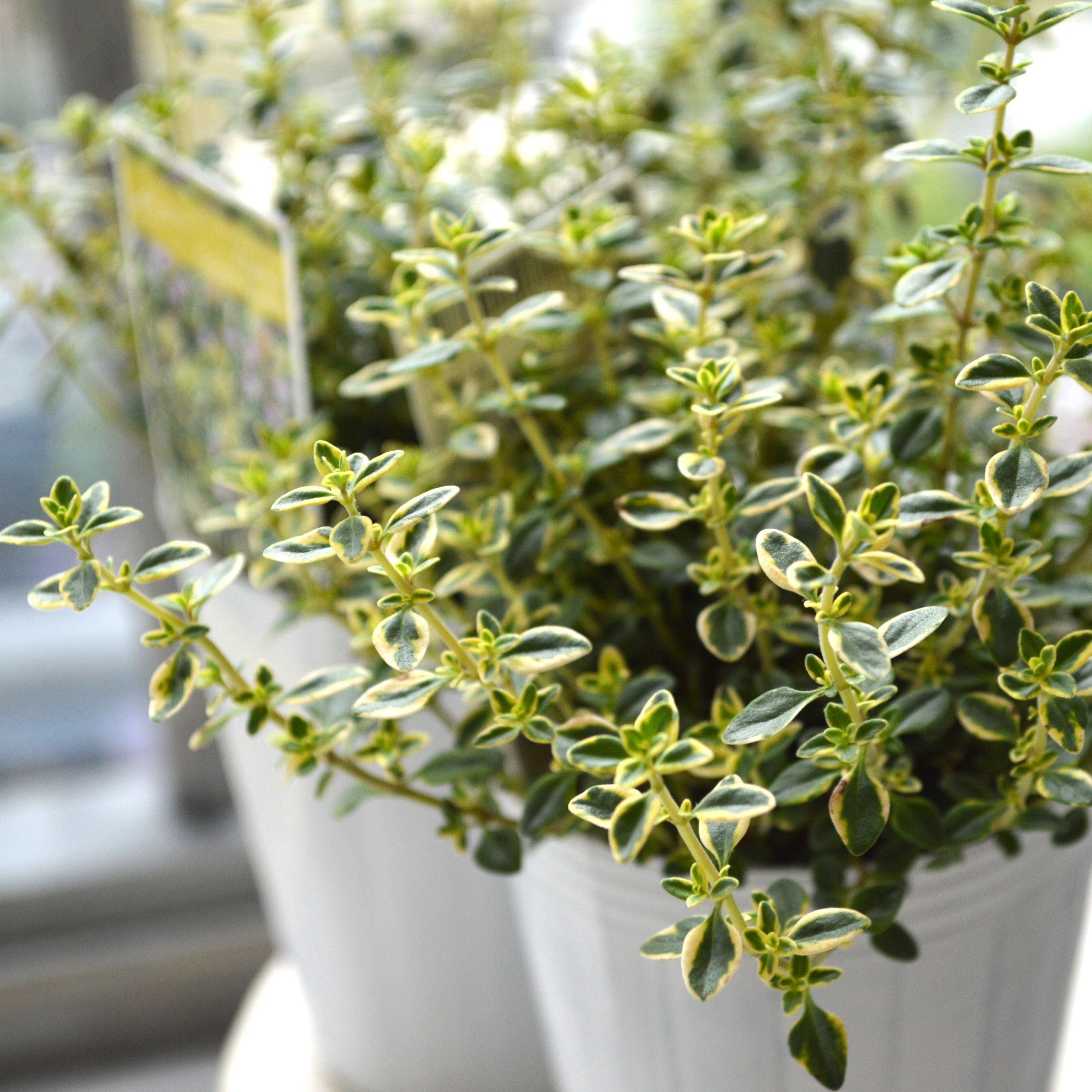 【斑入り】 ゴールデンタイム 2.5寸POT