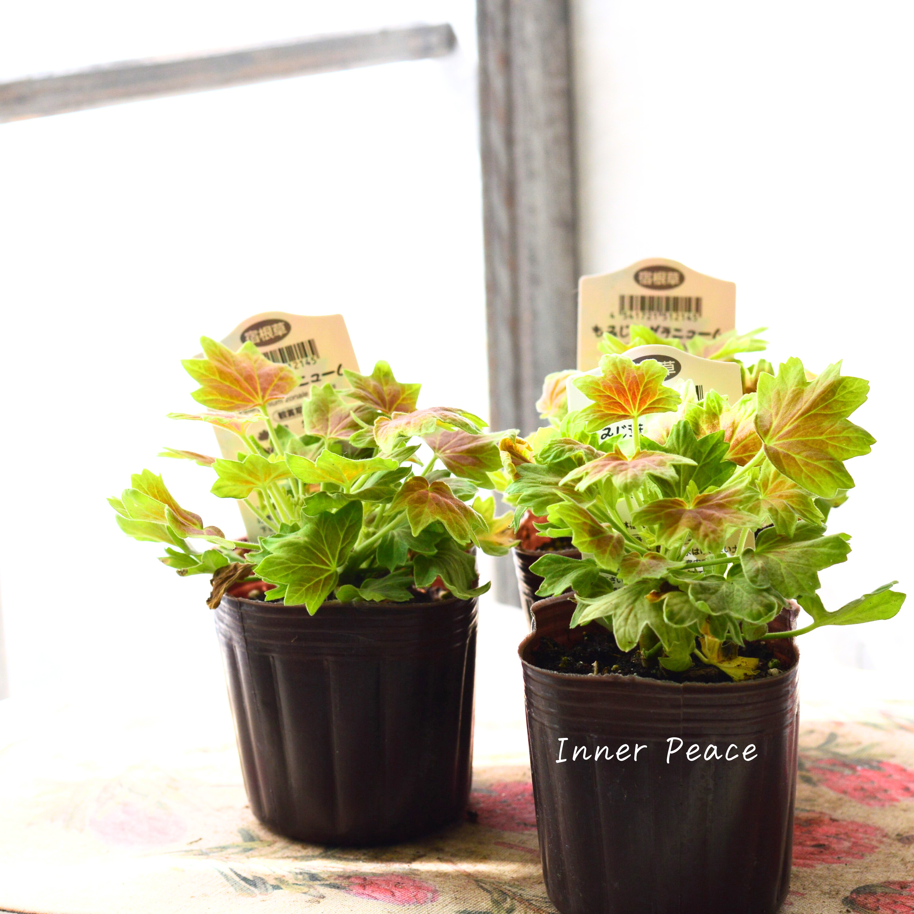 【秋色】 モミジ葉ゼラニウム 3寸POT