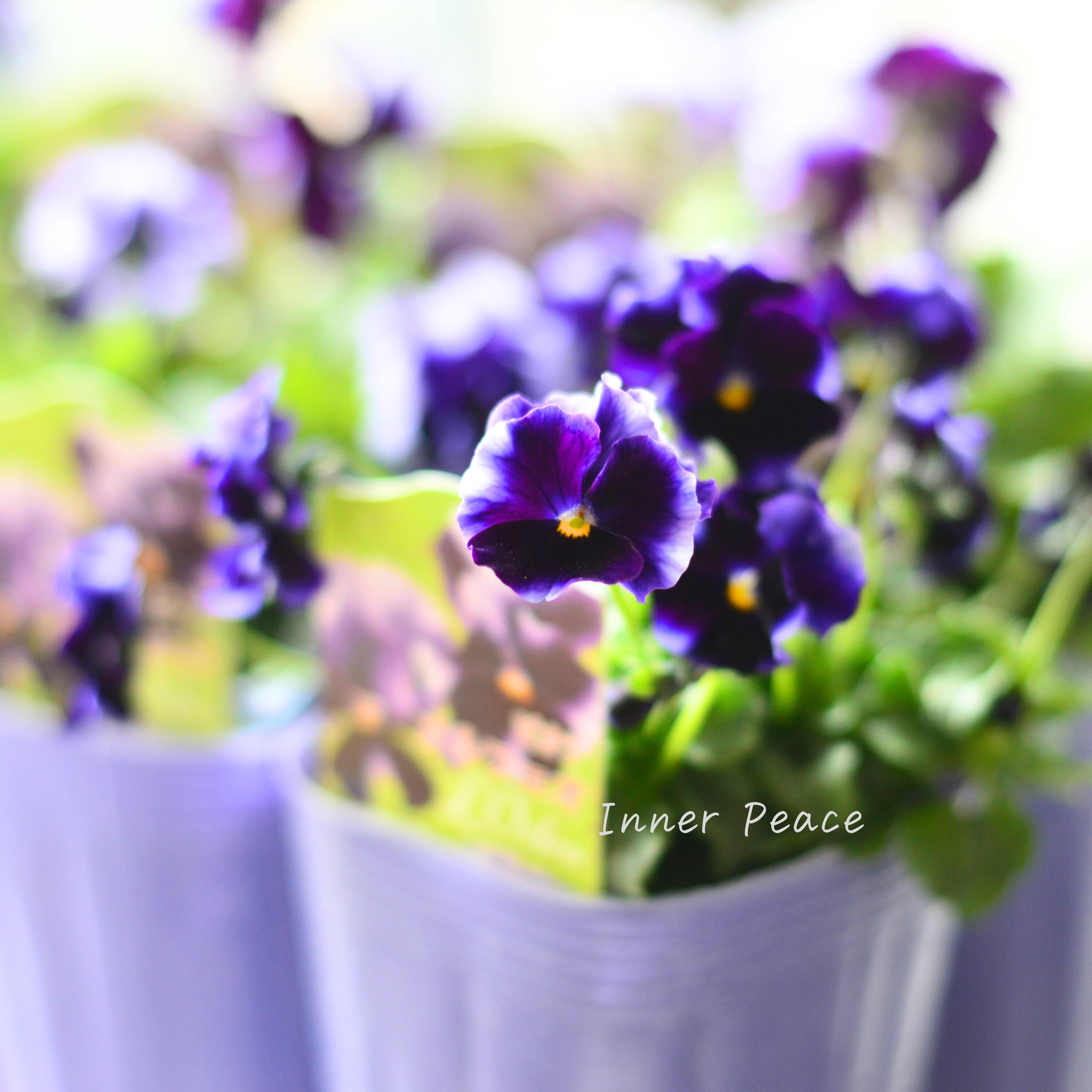 【花夢園芸さん】 ビオラ 『オルフェオ』 3寸ロングPOT