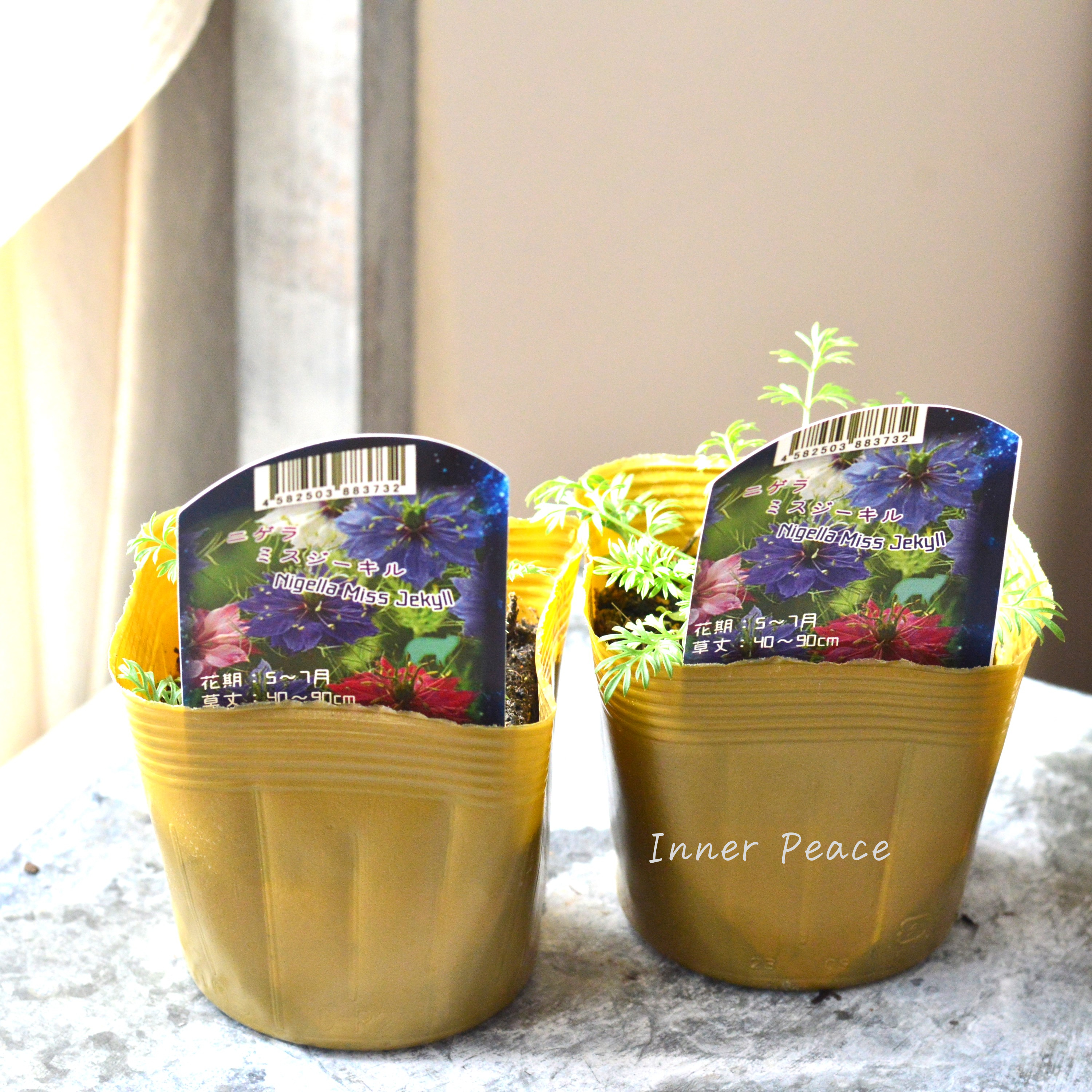 【オシャレ】 ニゲラ 『ミスジーキル』 植え込み用 3寸POT