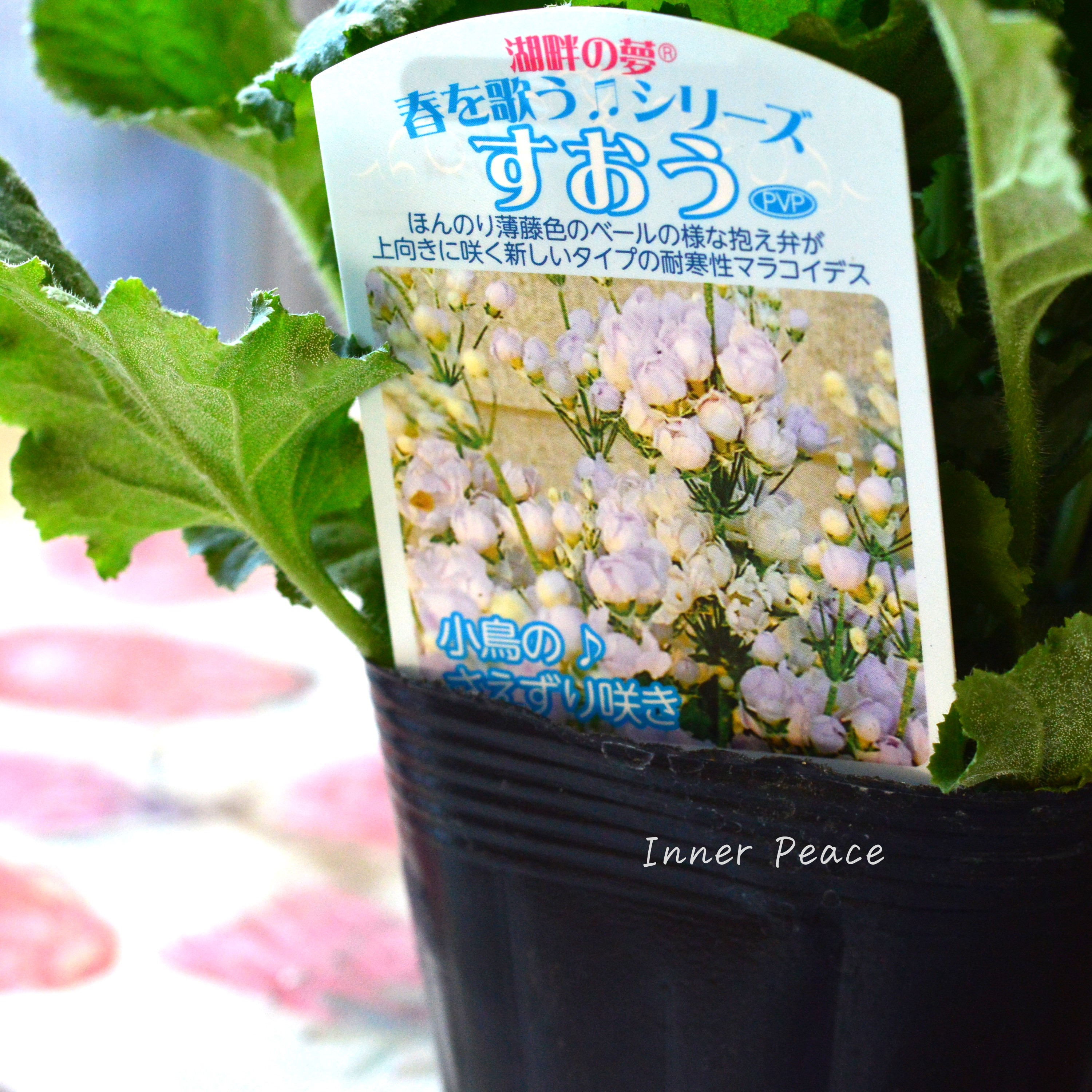 【美しい】 プリムラ マラコイデス 『すおう』 3.5寸POT