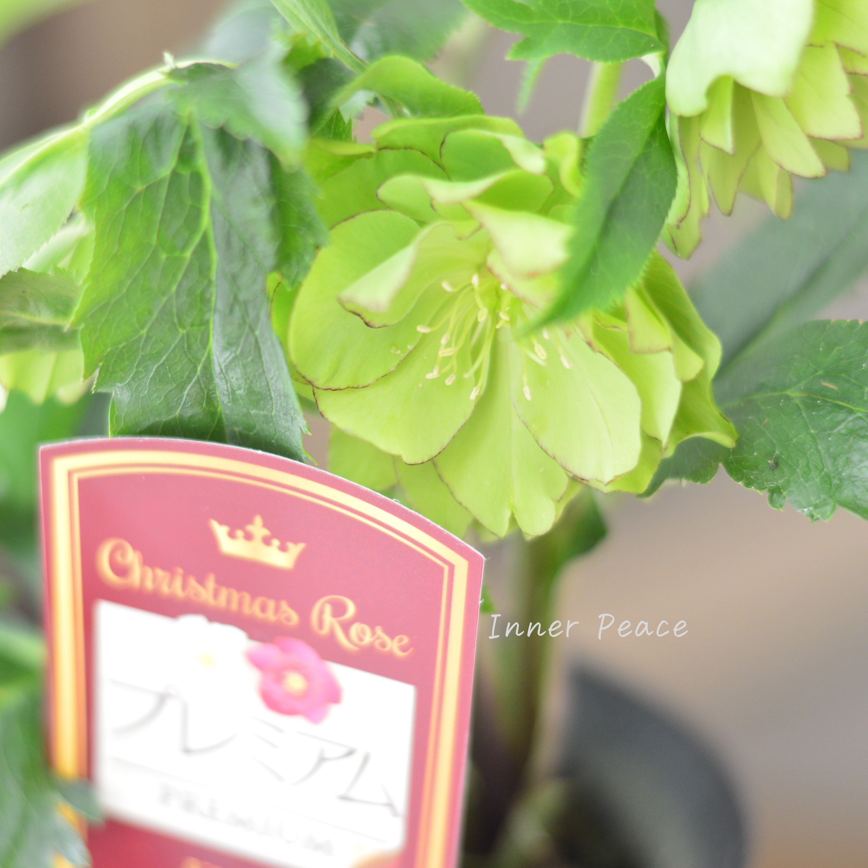 【希少】 吉瀬園芸さんのクリスマスローズ 『プレミアム・ダブル A』 4寸鉢