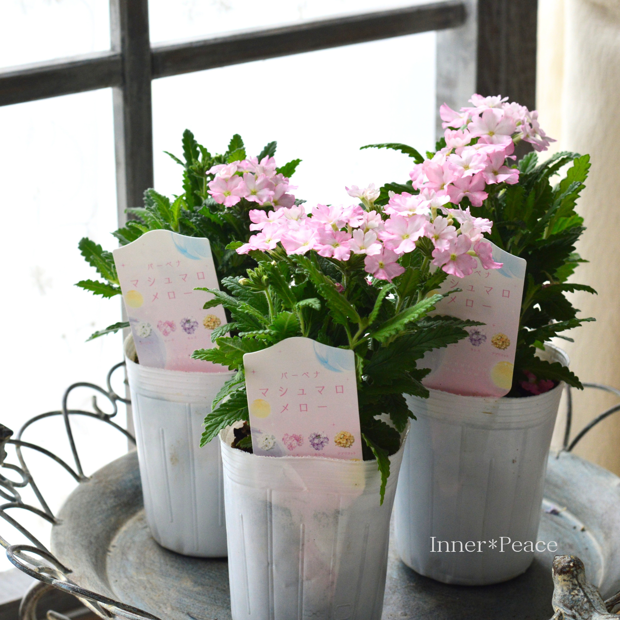 【かわいい】 バーベナ 『マシュマロメロー・ピーチ』 3寸ロングPOT