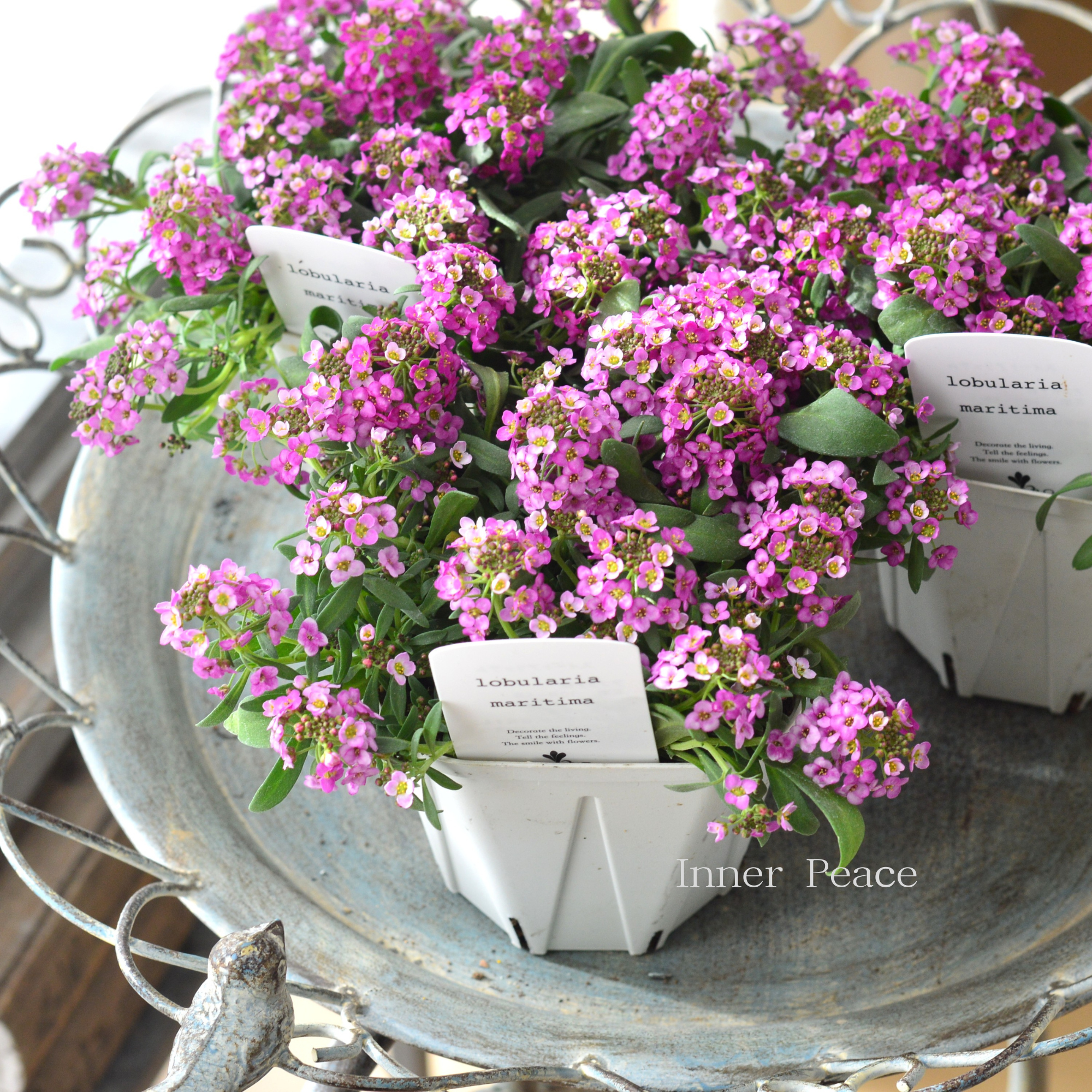 【4本植え】 スイートアリッサム 『ピンク』 3.5寸硬質POT