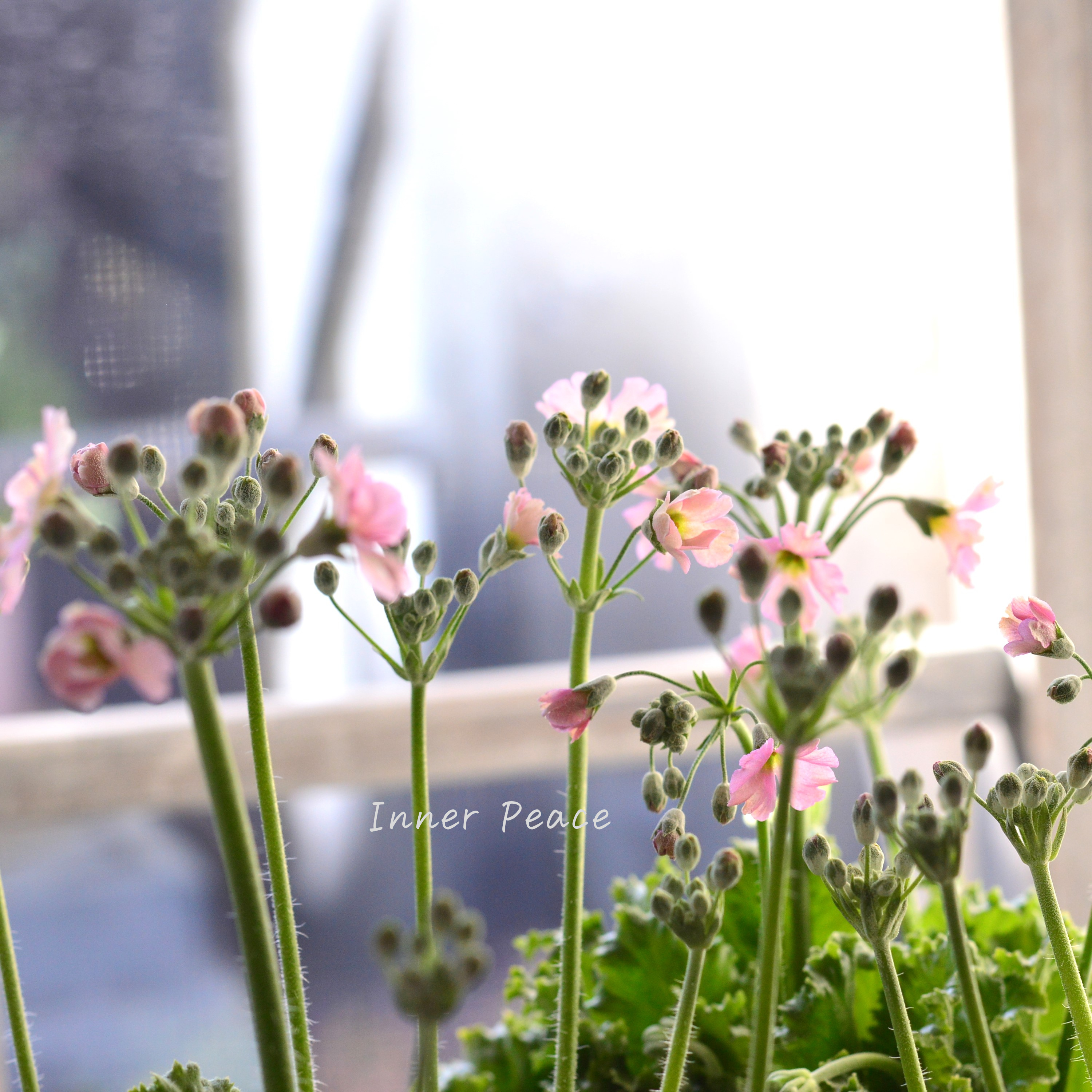 【k-plantsさん】 プリムラ マラコイデス 『アンティークピンク』 2.5寸ロングポット