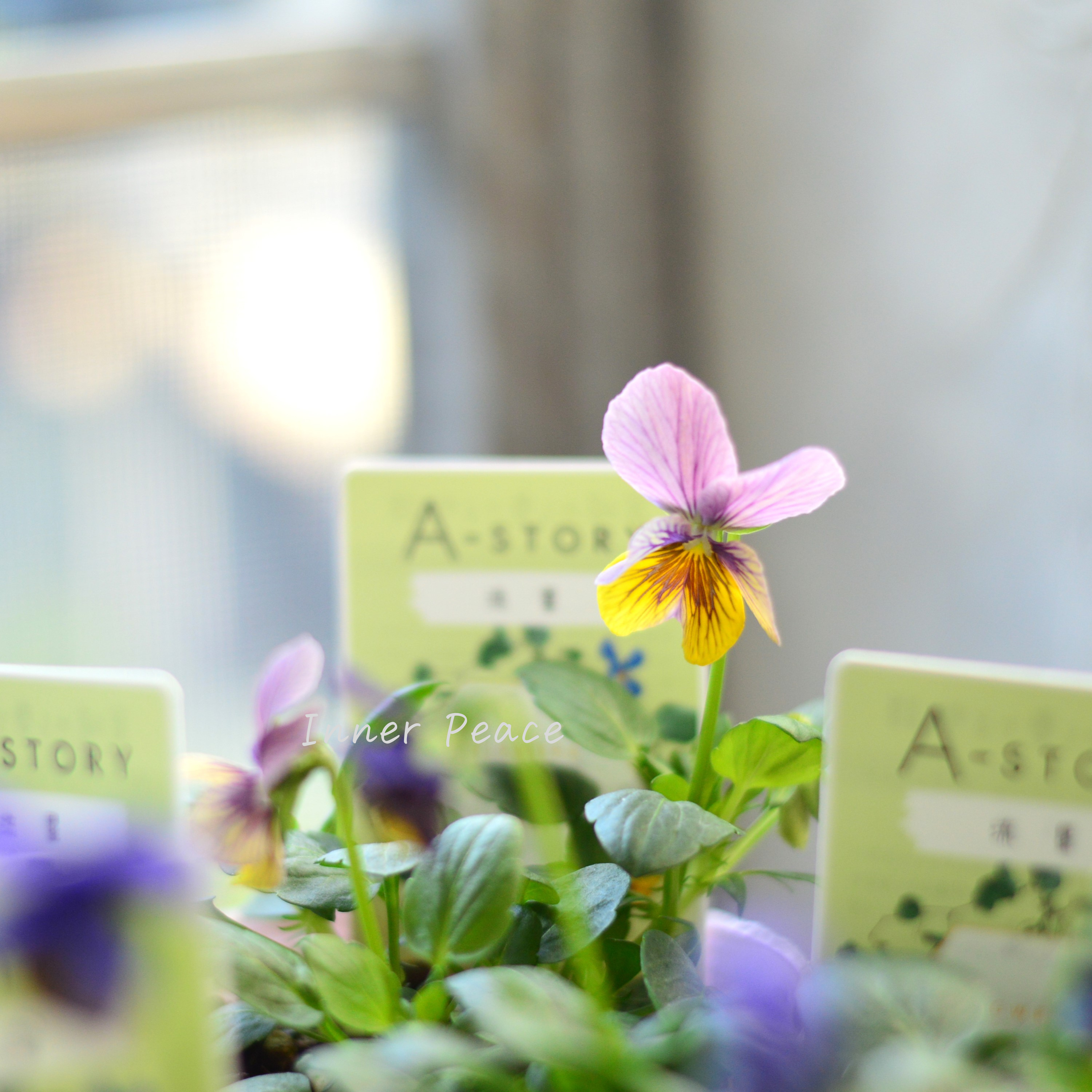 【石村あさみさん育種】 ビオラ 『A-STORY・流星』 3.5寸POT