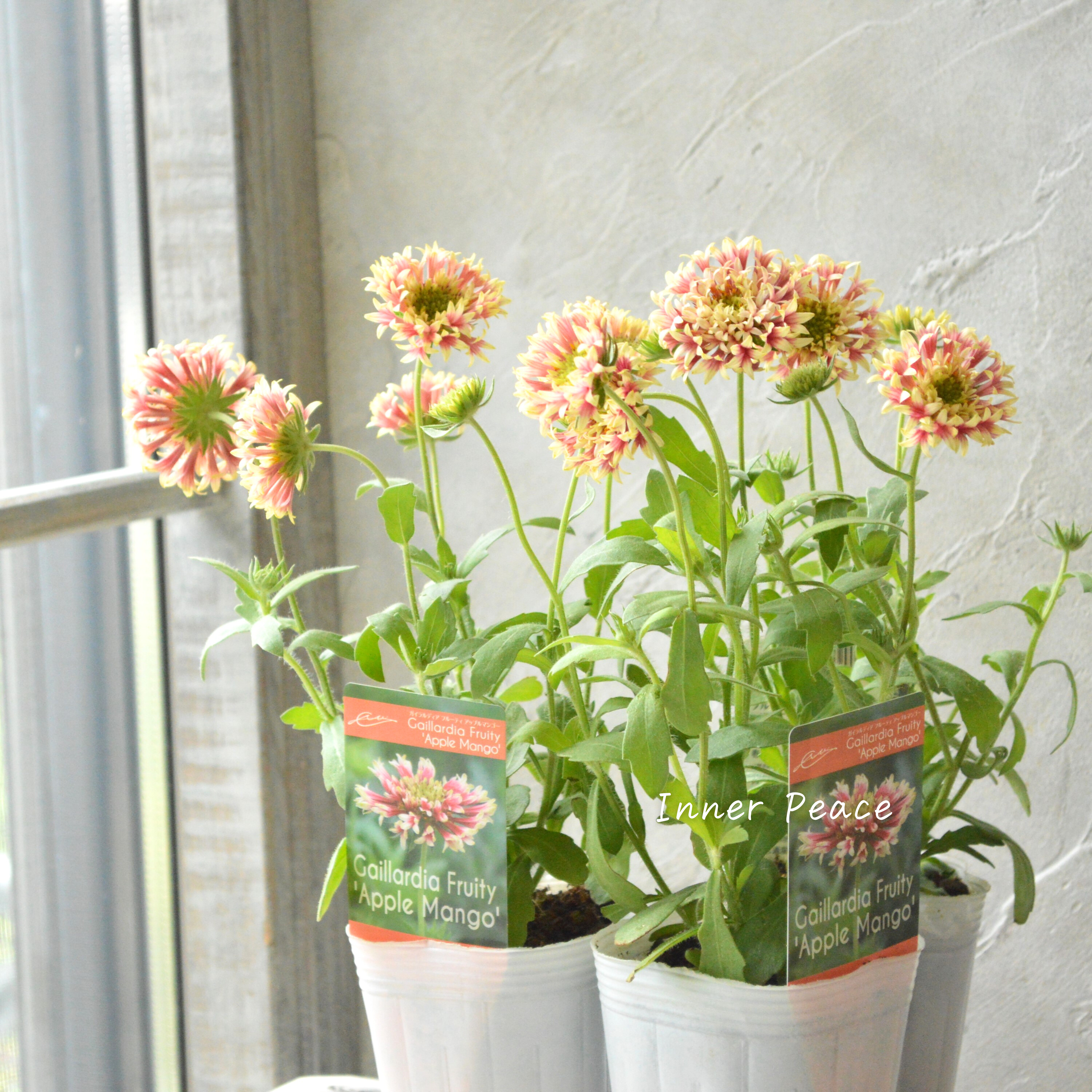 【人気】 ガイラルディア 『フルーティ・アップルマンゴー』 3寸ロングPOT