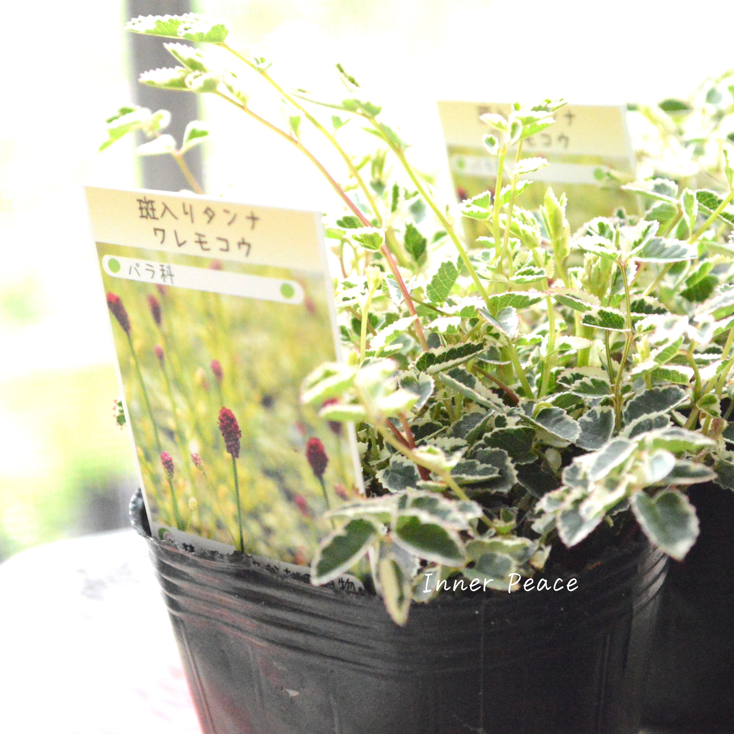 【渋カワ】 斑入りタンナワレモコウ 3寸POT