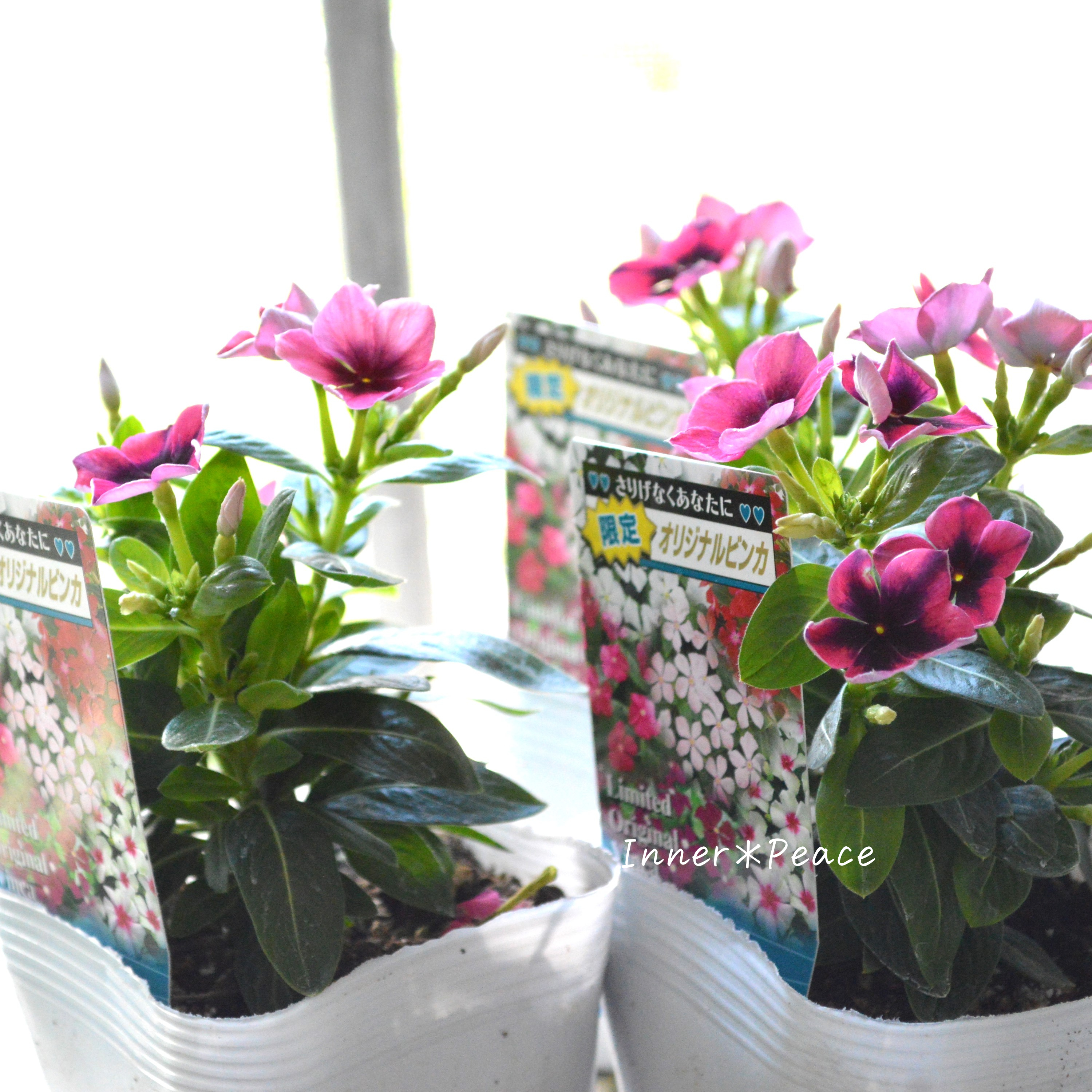 【北島園芸さん】 ニチニチソウ 『いちご風車ストライプ』 3.5寸POT