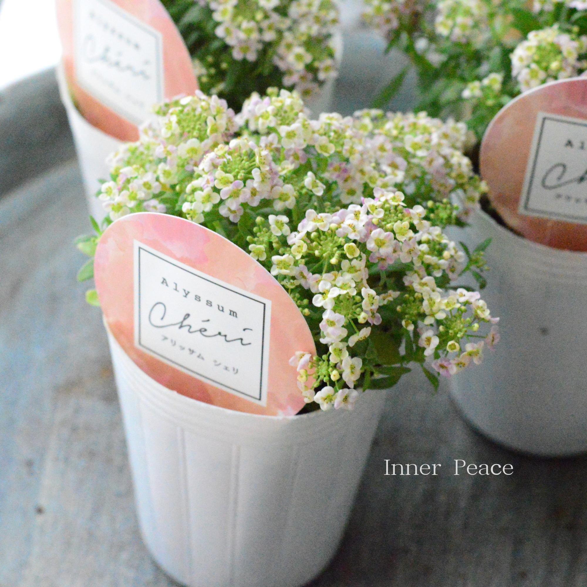 【奥田園芸さんオリジナル】 アリッサム 『シェリ・アプリコット』 3.5寸POT