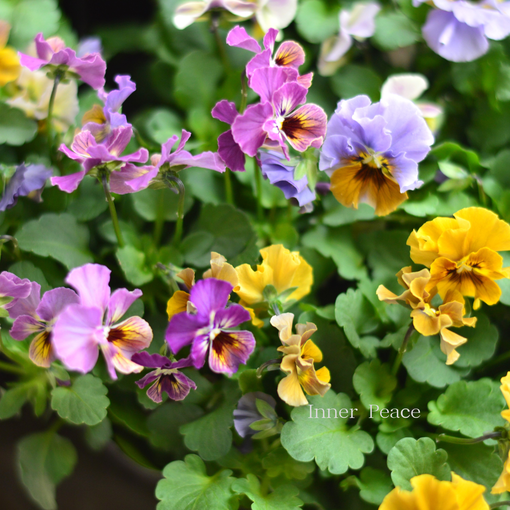 【tef*tef*さんオリジナルビオラ】 スモーキーヴェール・MIX 3.5寸POT