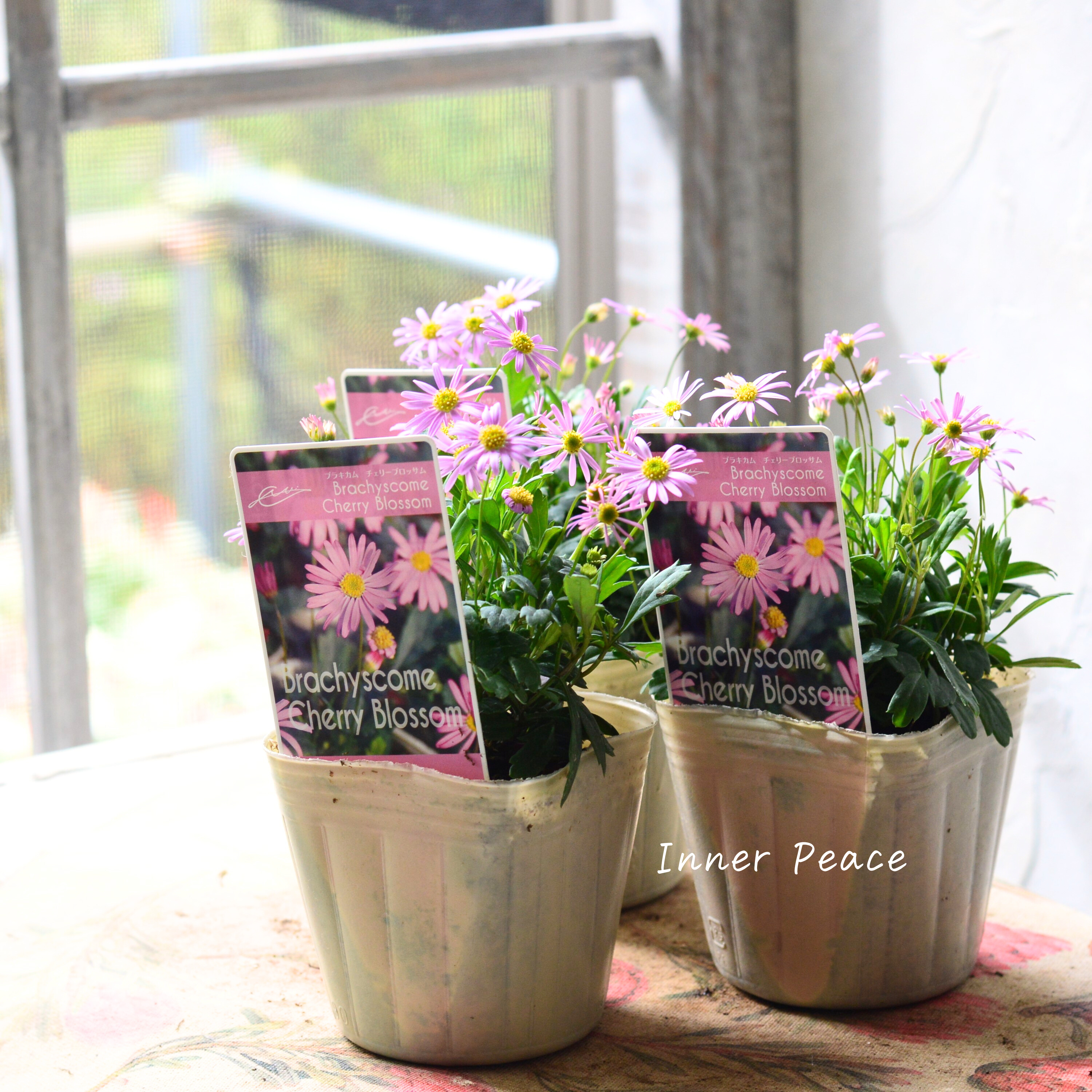 【かわいい】 ブラキカム 『チェリーブロッサム』 3寸POT