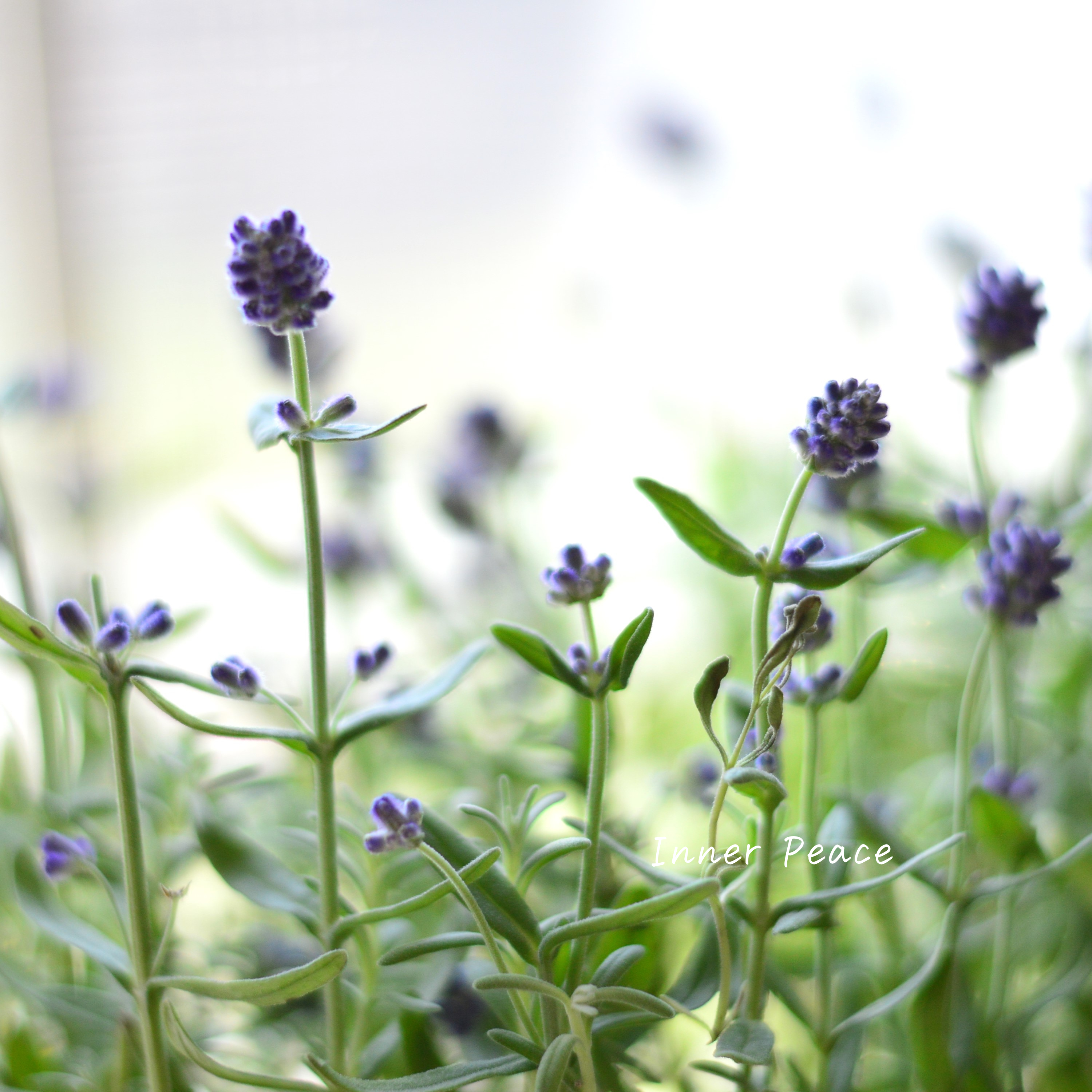 【良い香り】ラベンダー 『センティヴィア・ブルー』 3寸ロングPOT