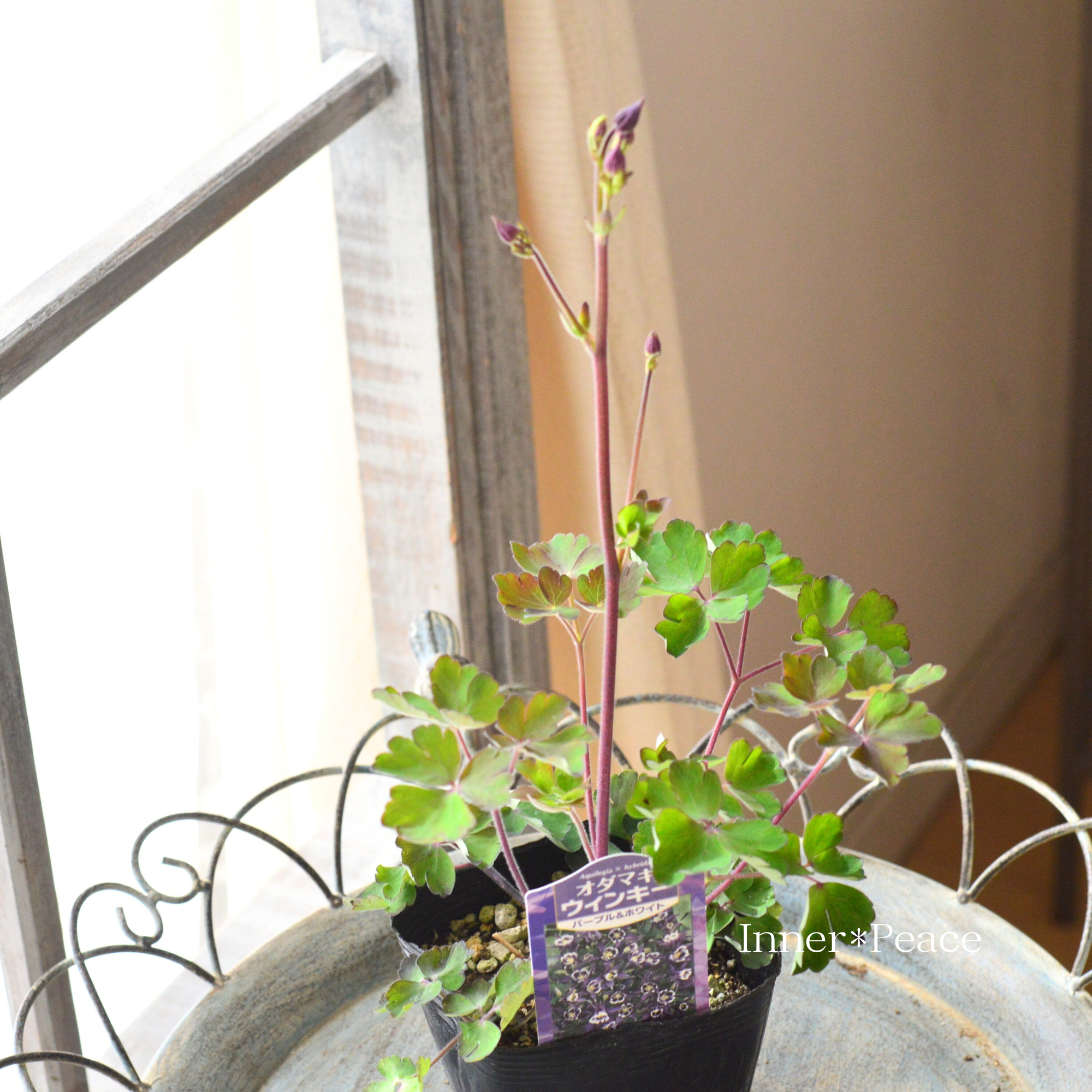 【美しい】 オダマキ・ウインキー 『パープル&ホワイト』 3.5寸POT