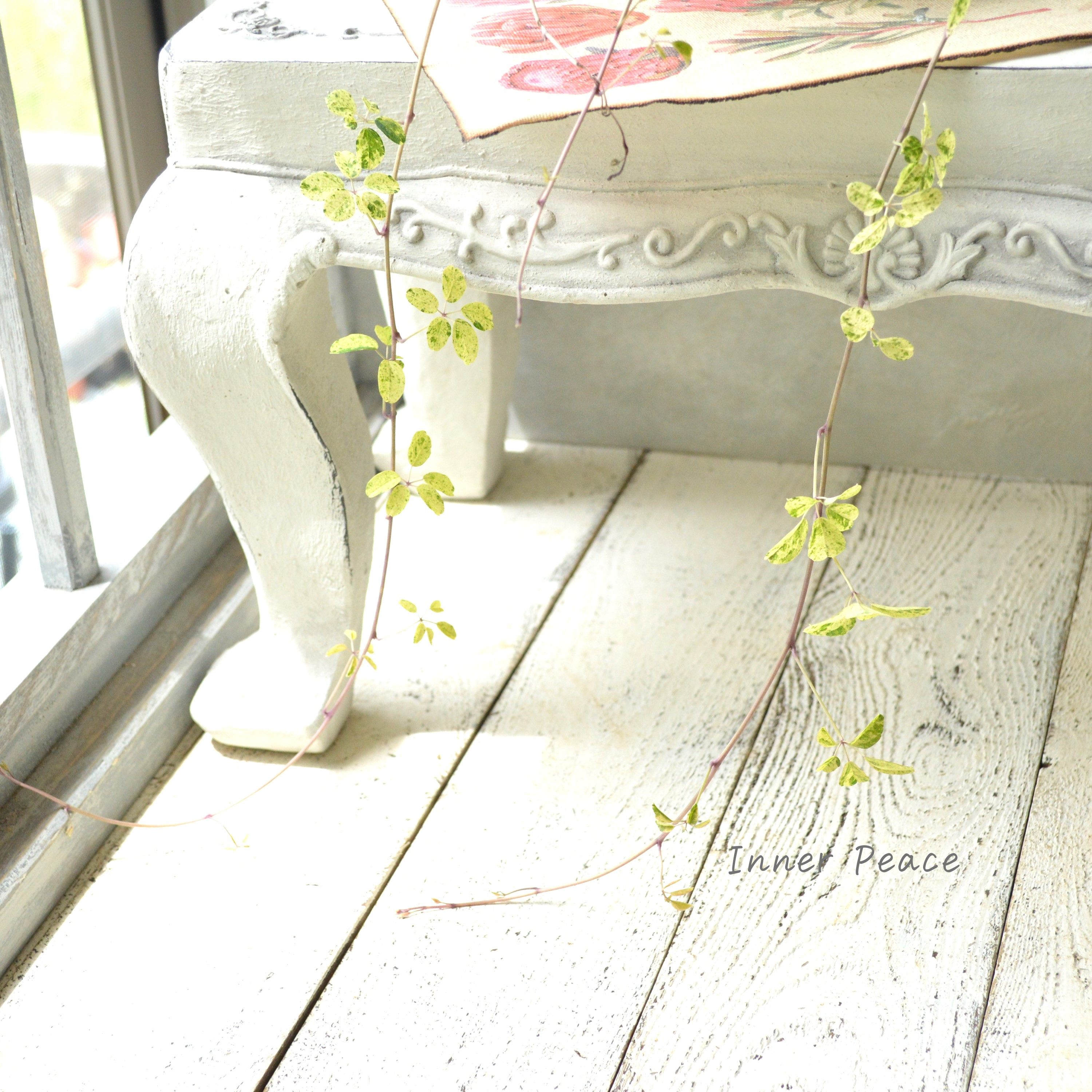 【斑入り】 五葉アケビ 2.5寸POT