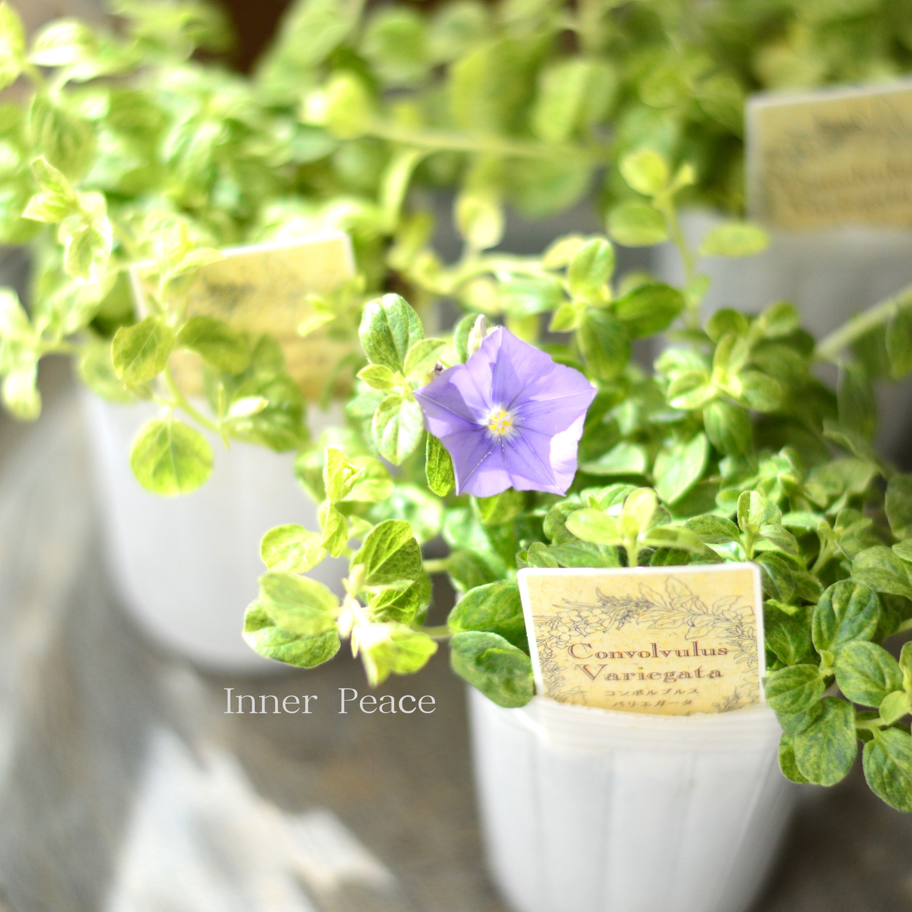 【斑入り】 コンボルブルス 『バリエガータ』 2.5寸ロングPOT