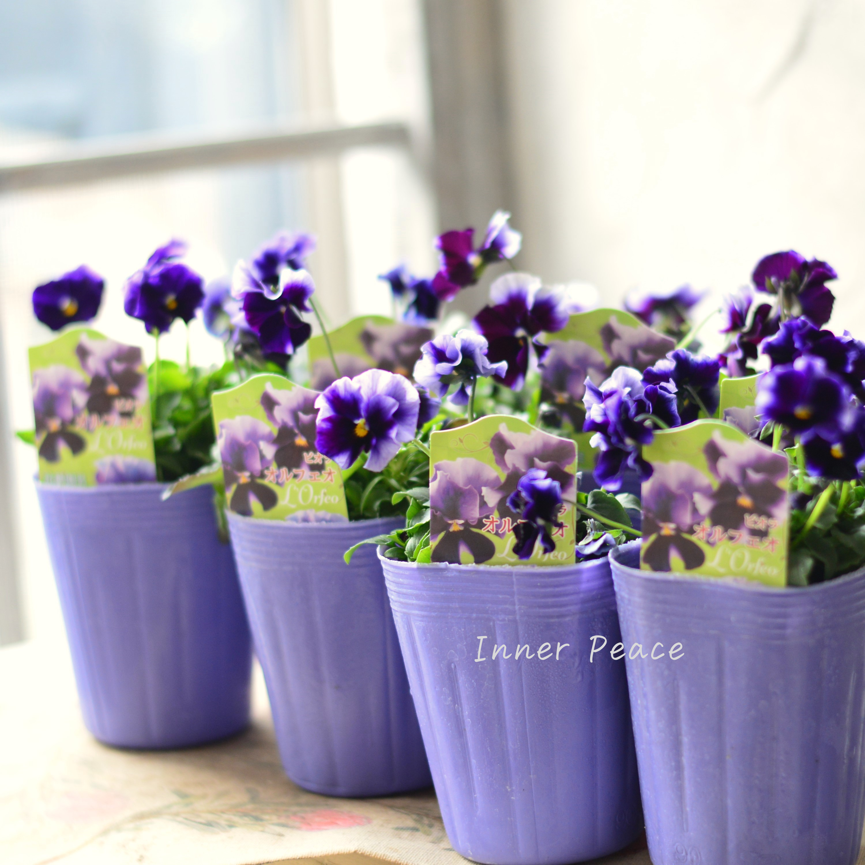【花夢園芸さん】 ビオラ 『オルフェオ』 3寸ロングPOT