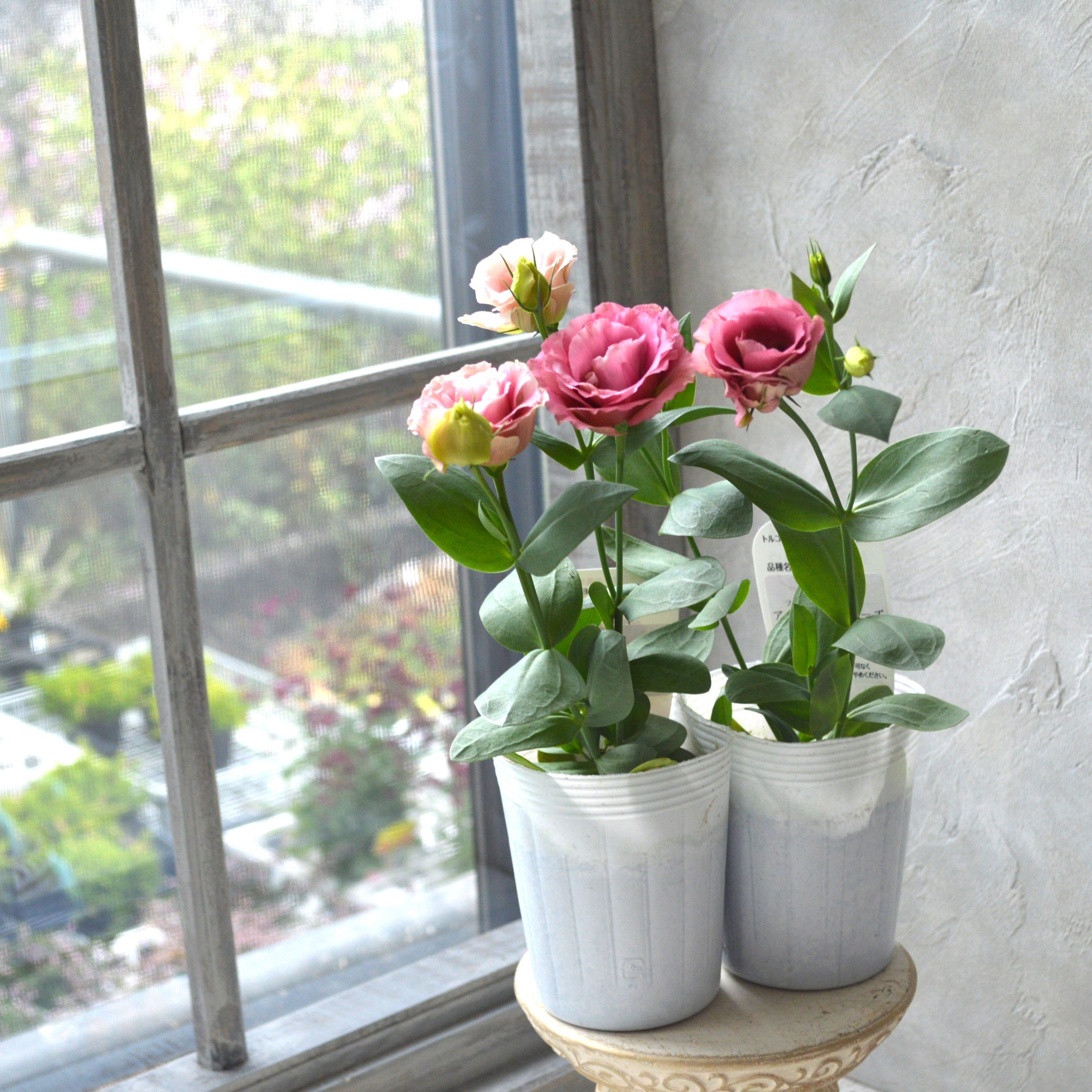 【美しい】 トルコギキョウ 『アンティークローズ』 3寸POT