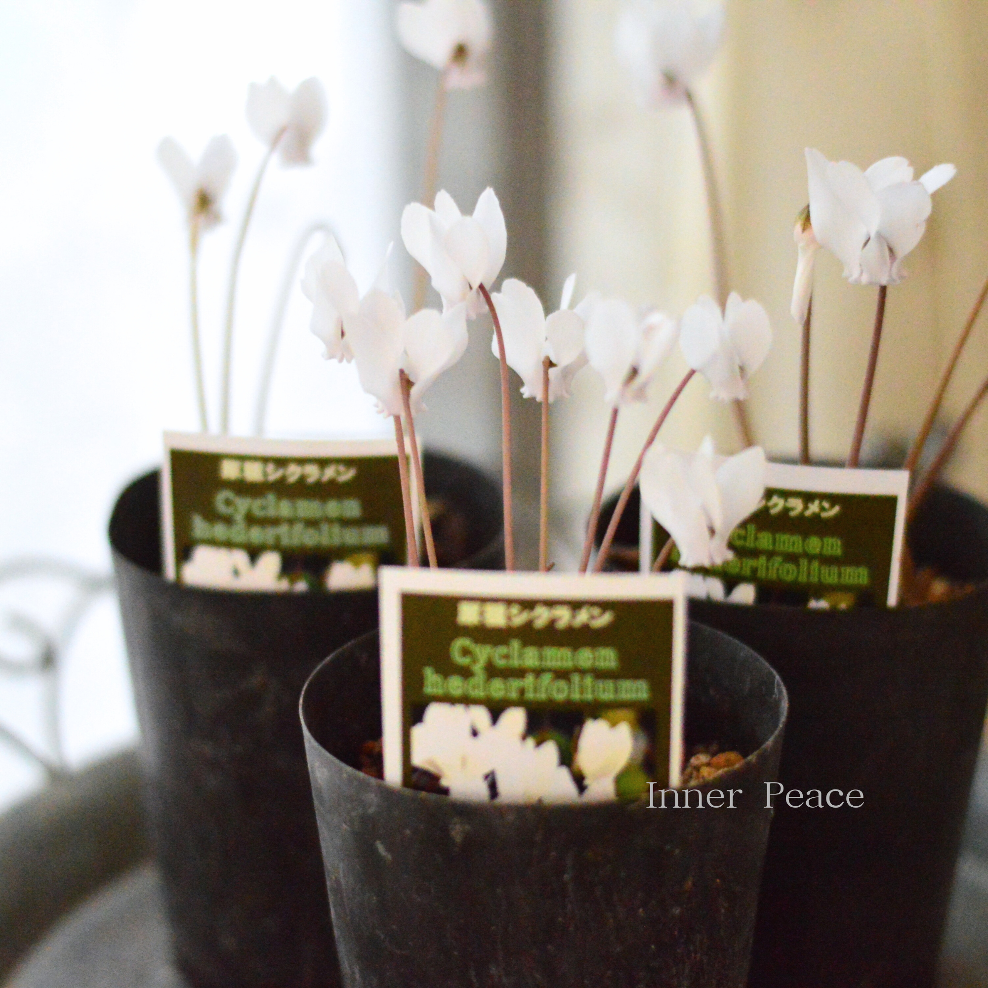 【かわいい】 原種シクラメン 『ヘデリフォリウム・ホワイト』 3寸ロングPOT