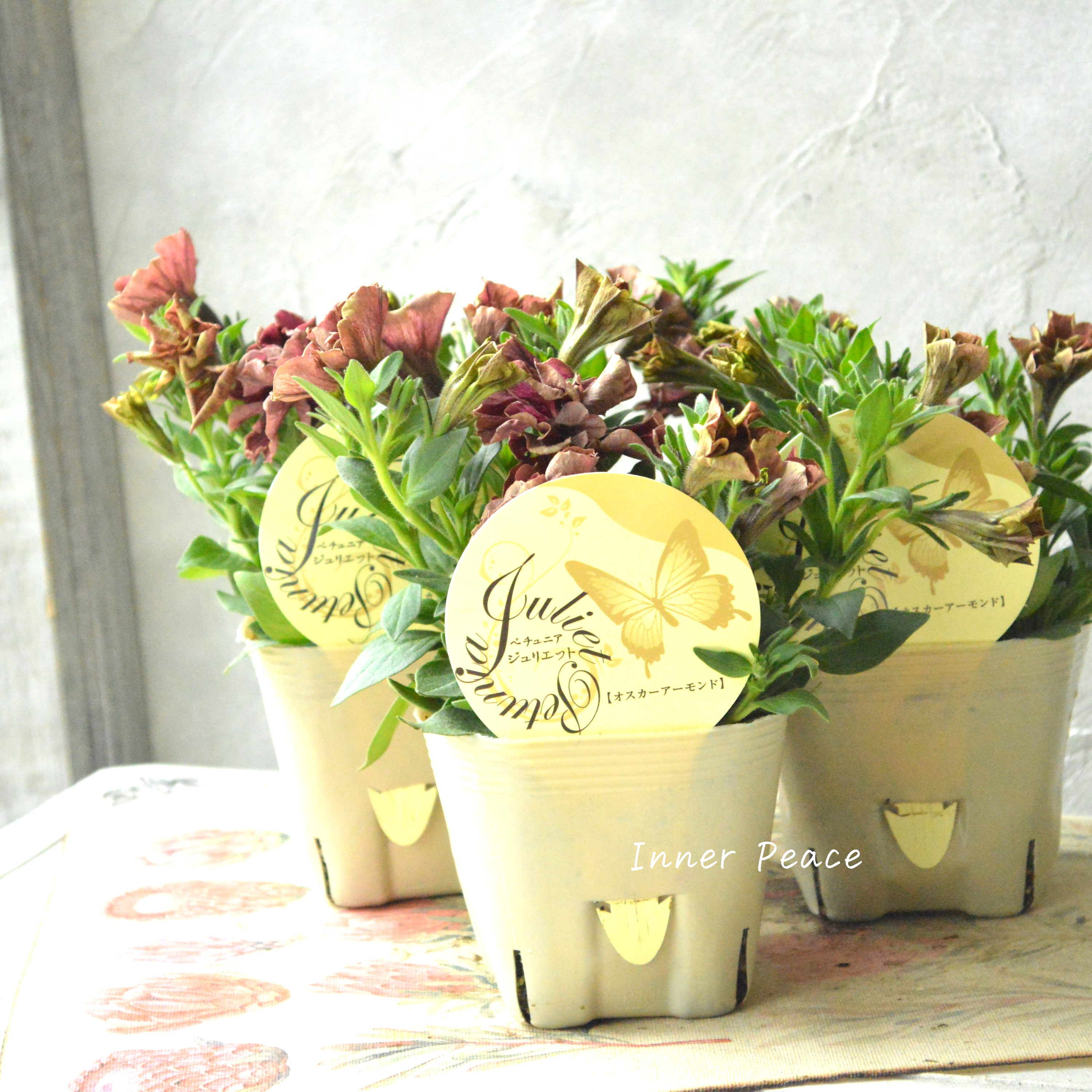 【花芳さんオリジナル】New! 八重咲きペチュニア 『ジュリエット・オスカーアーモンド』 3.5寸POT