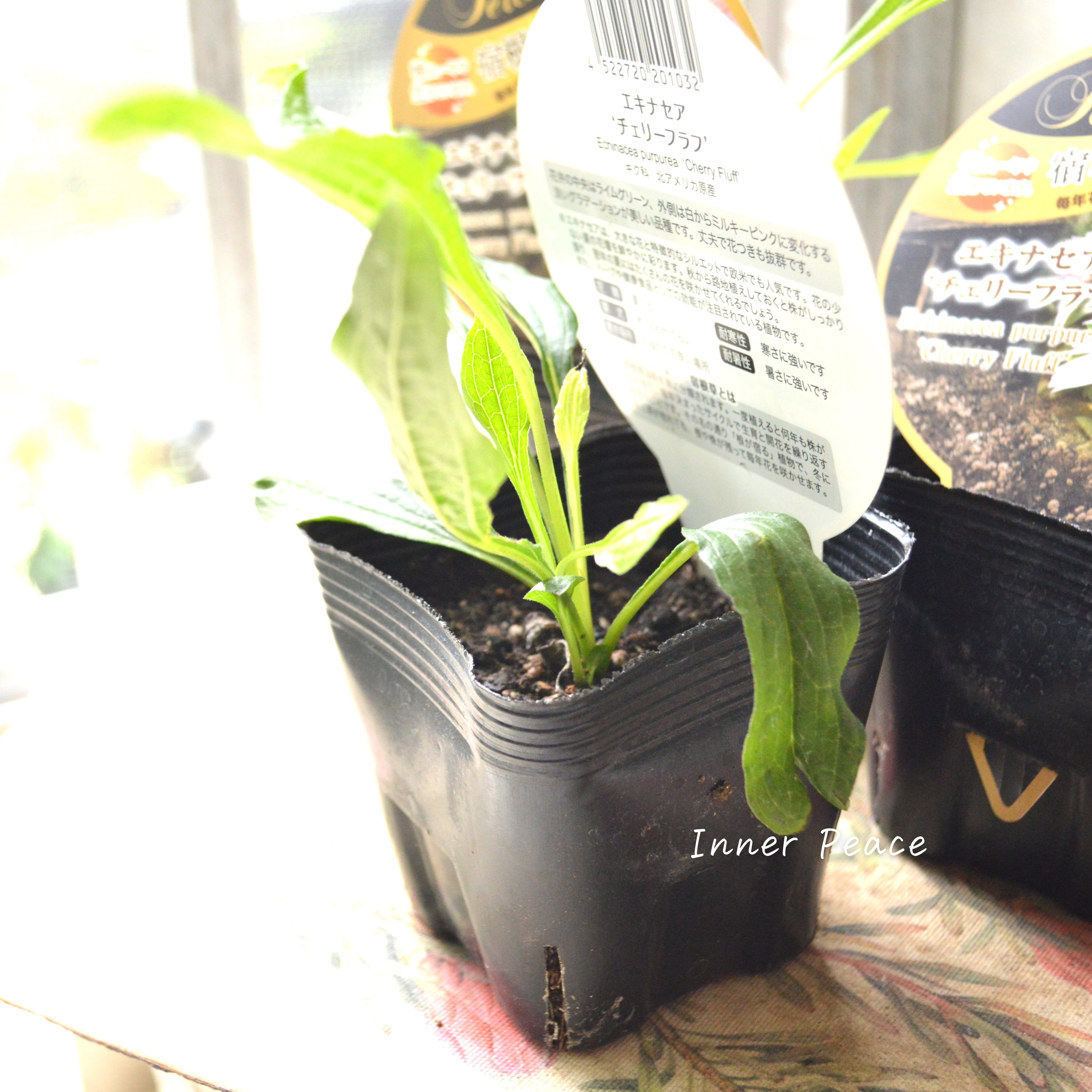 【暑さ寒さに強い】 エキナセア 『チェリーフラフ』開花見込み株 3.5寸POT