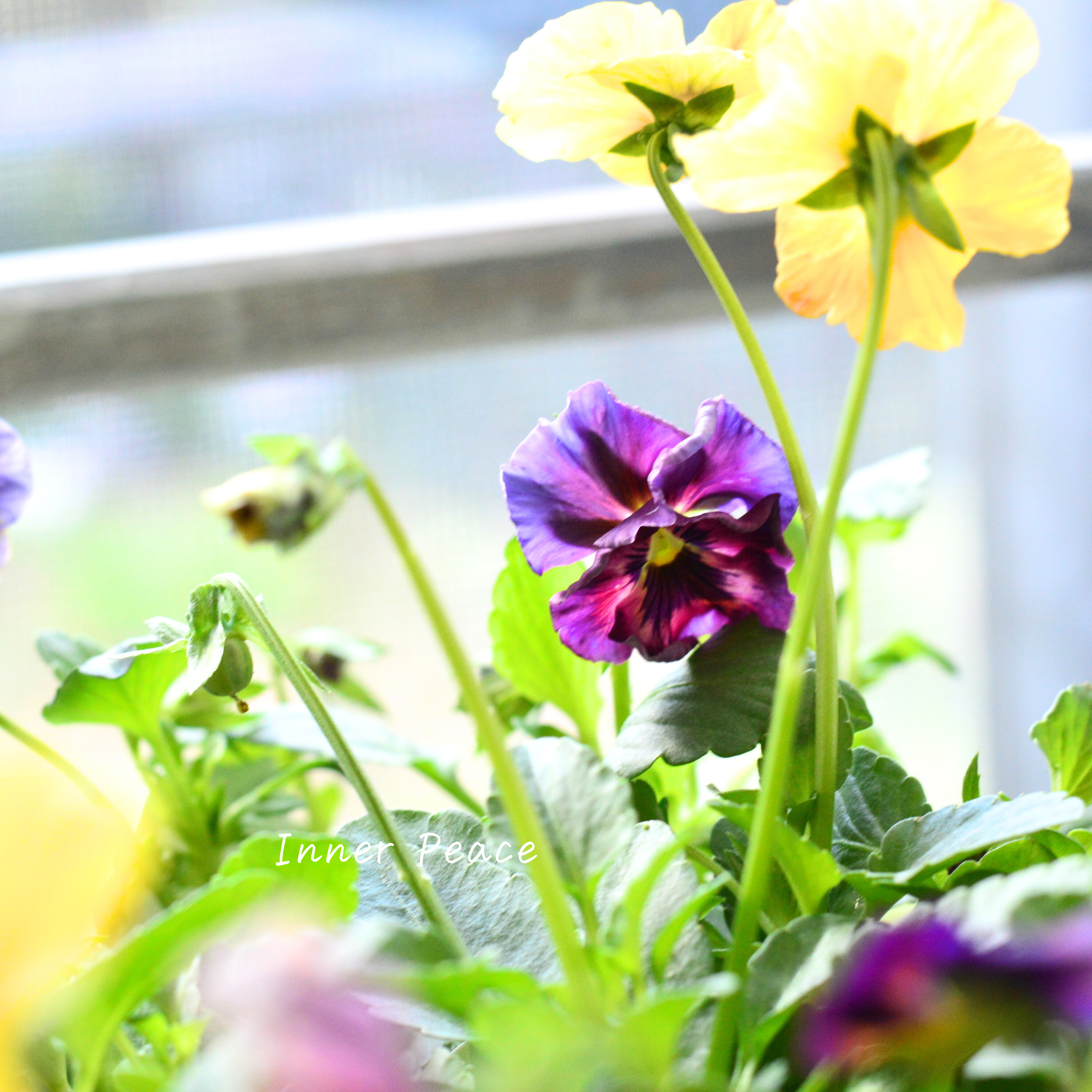 【美しい】 ビオラ 『evolve~エボルベ~・ストライプ』 3.5寸POT