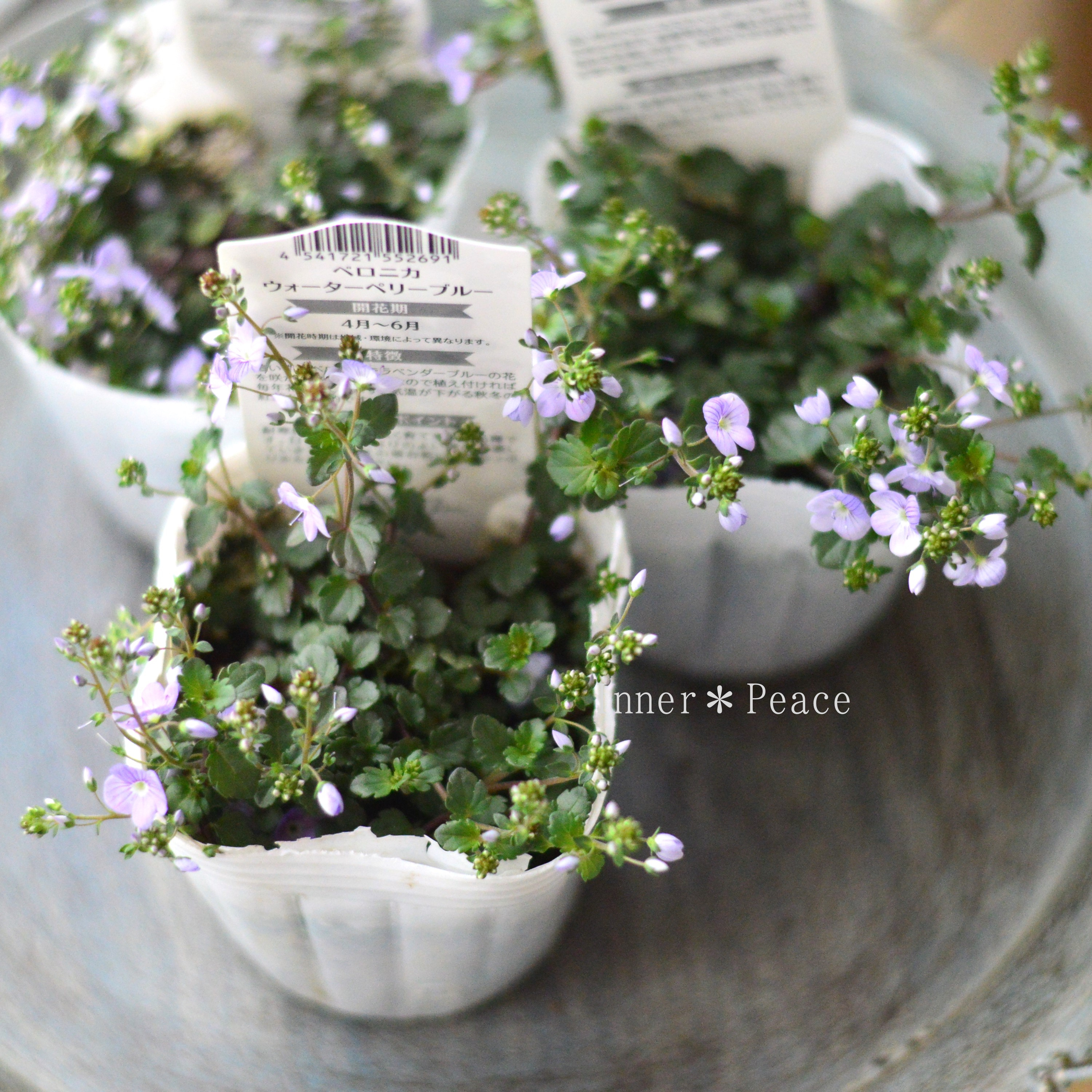 【美しい】 ベロニカ 『ウォーターペリーブルー』 3寸POT