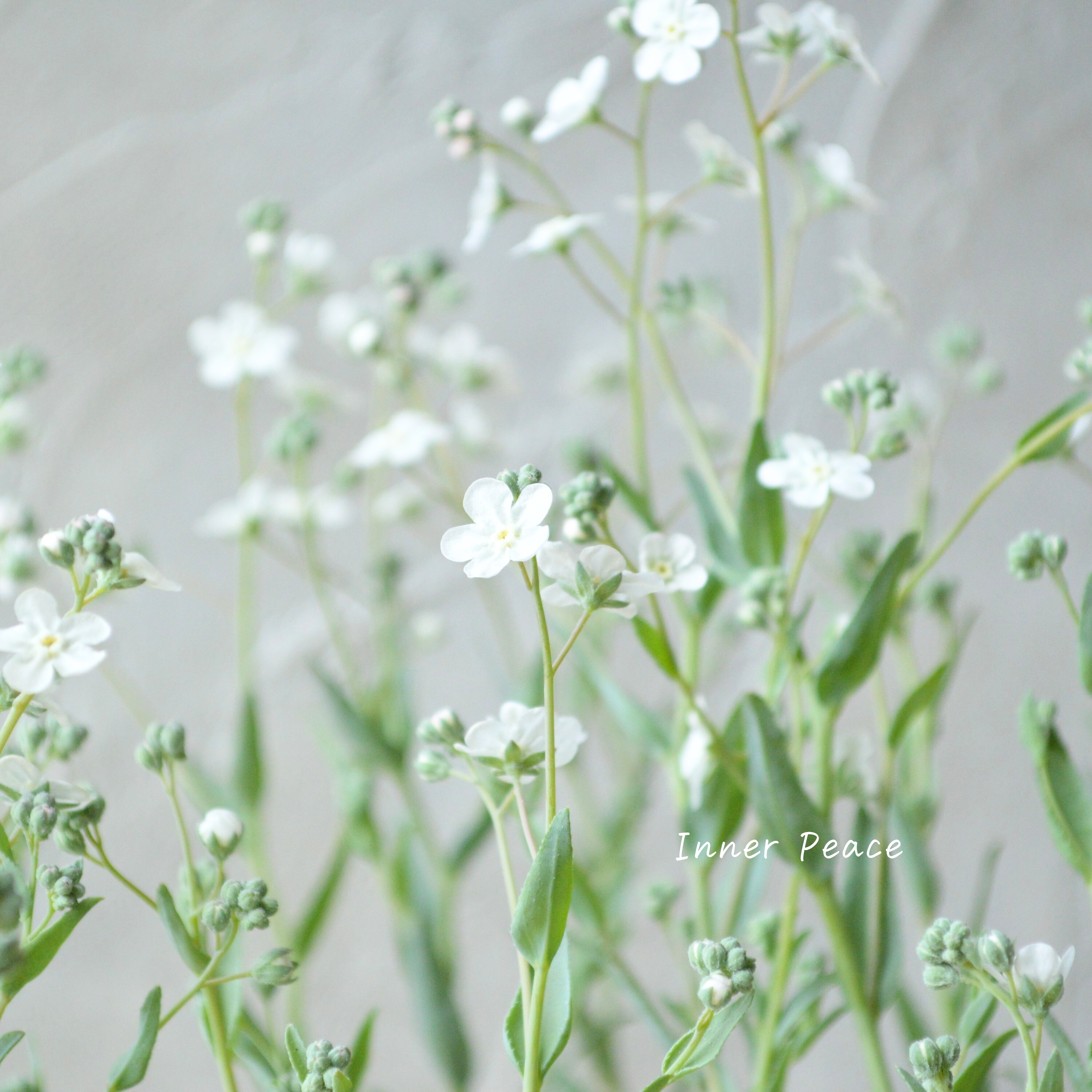 【かわいい】 オンファロデス 『リニフォリア』植え込み用 3寸ロングPOT