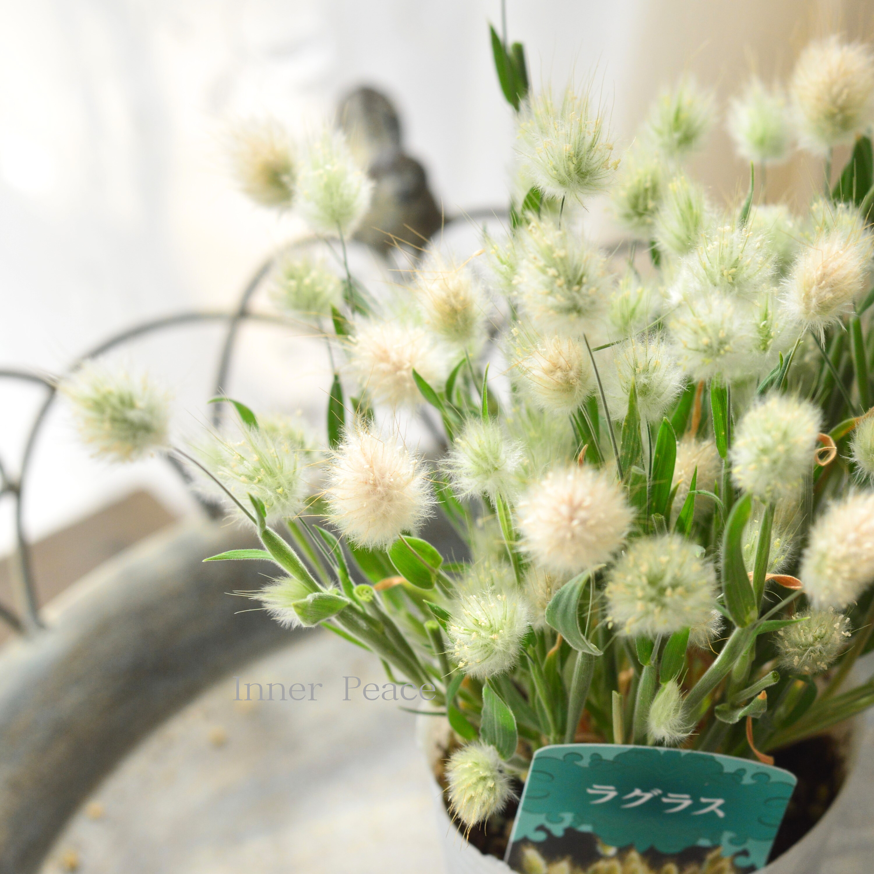 【かわいい】 ラグラス 『バニーテール』 3寸POT